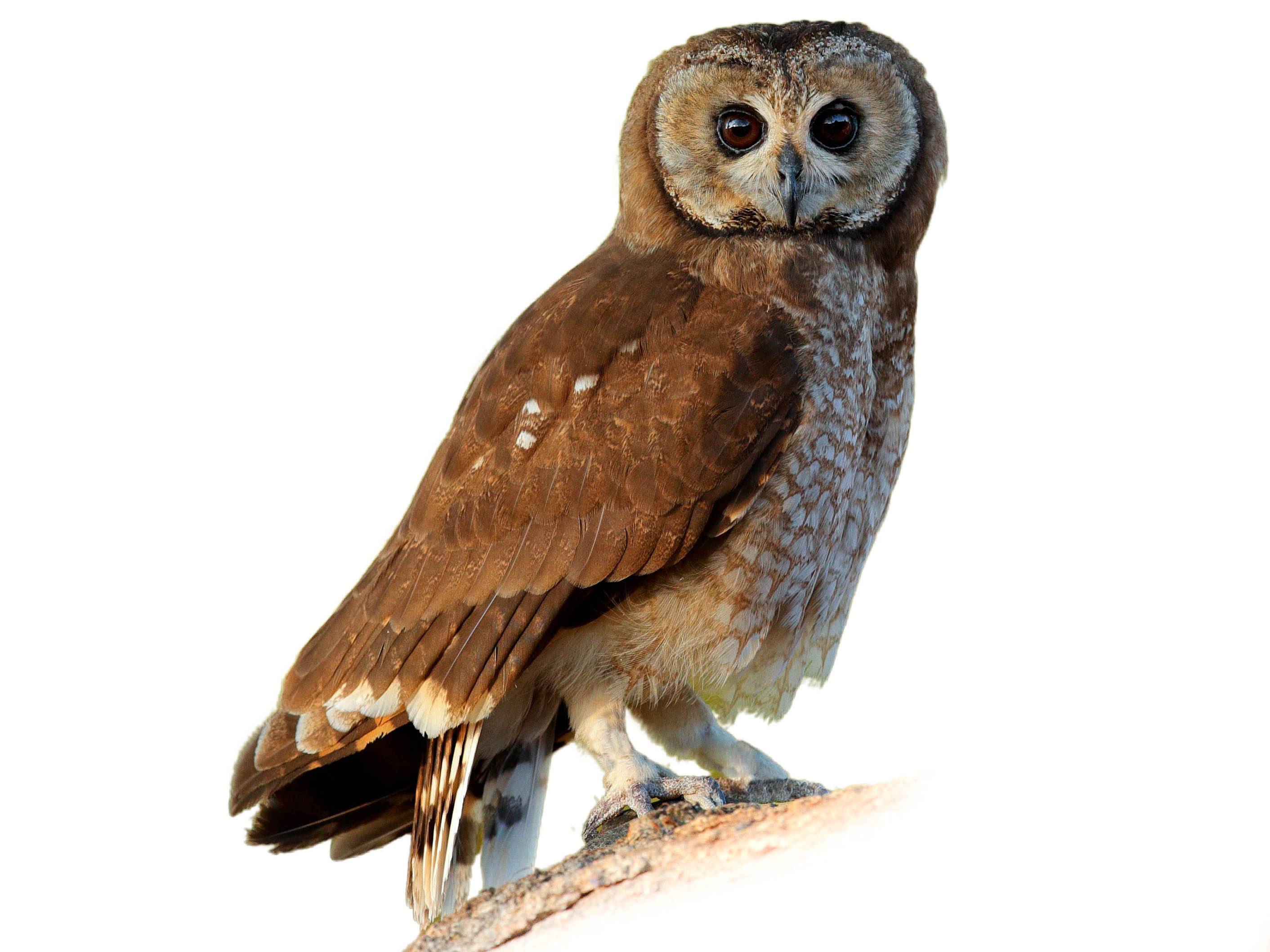A photo of a Marsh Owl (Asio capensis)