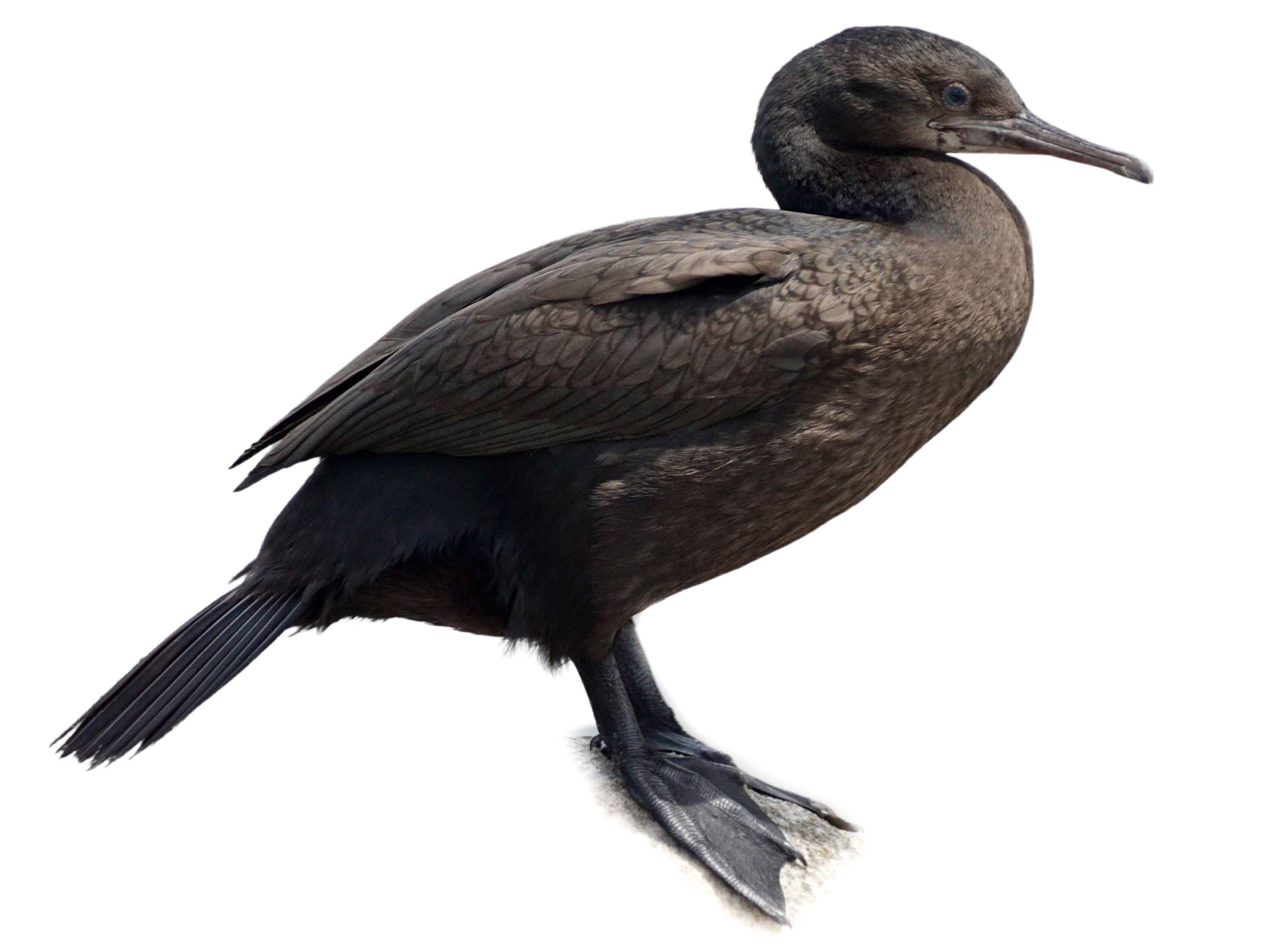 A photo of a Bank Cormorant (Phalacrocorax neglectus)