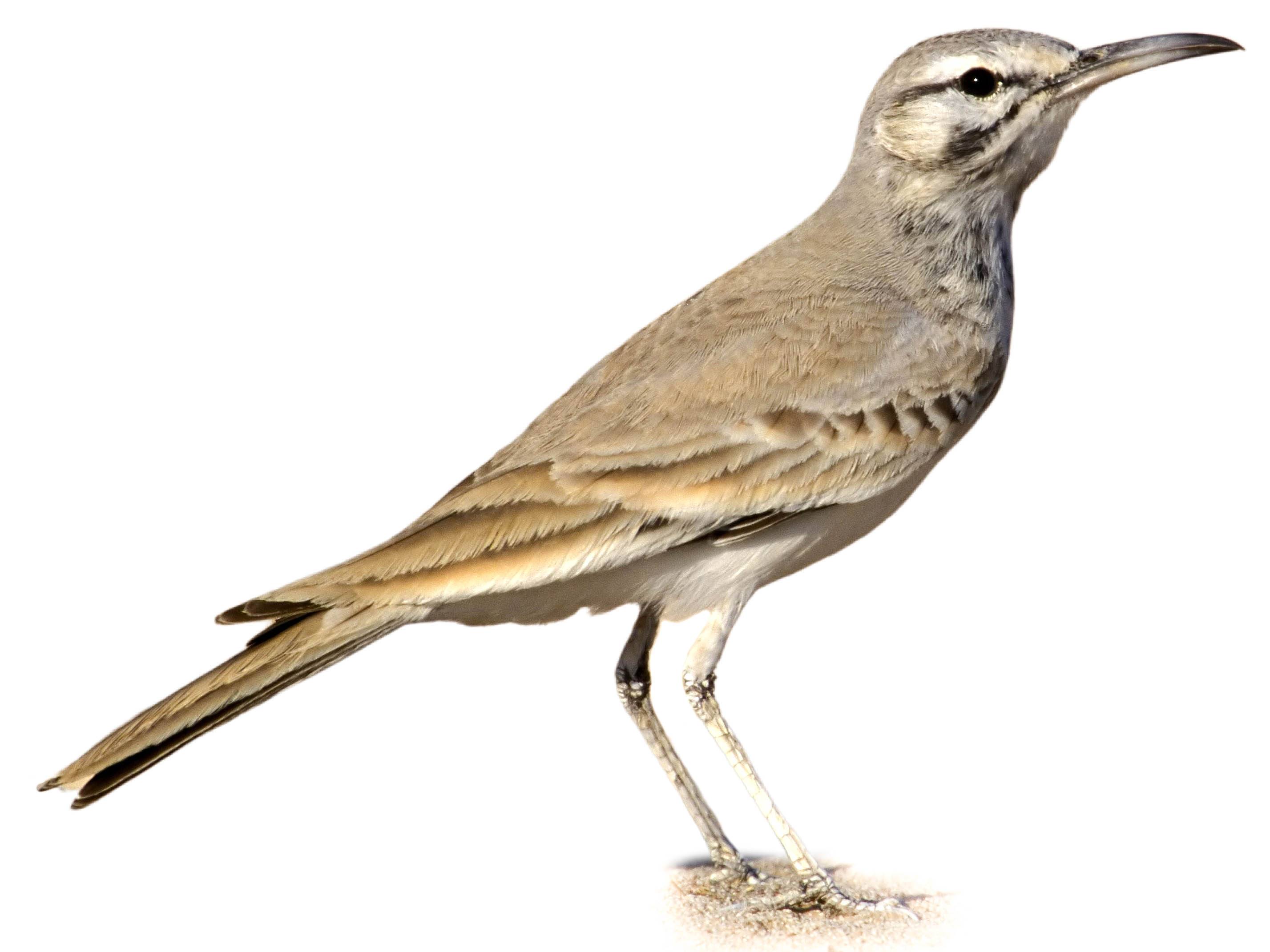 A photo of a Greater Hoopoe-Lark (Alaemon alaudipes)