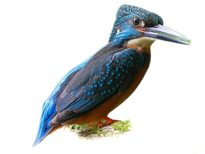 A photo of a Blyth's Kingfisher (Alcedo hercules)