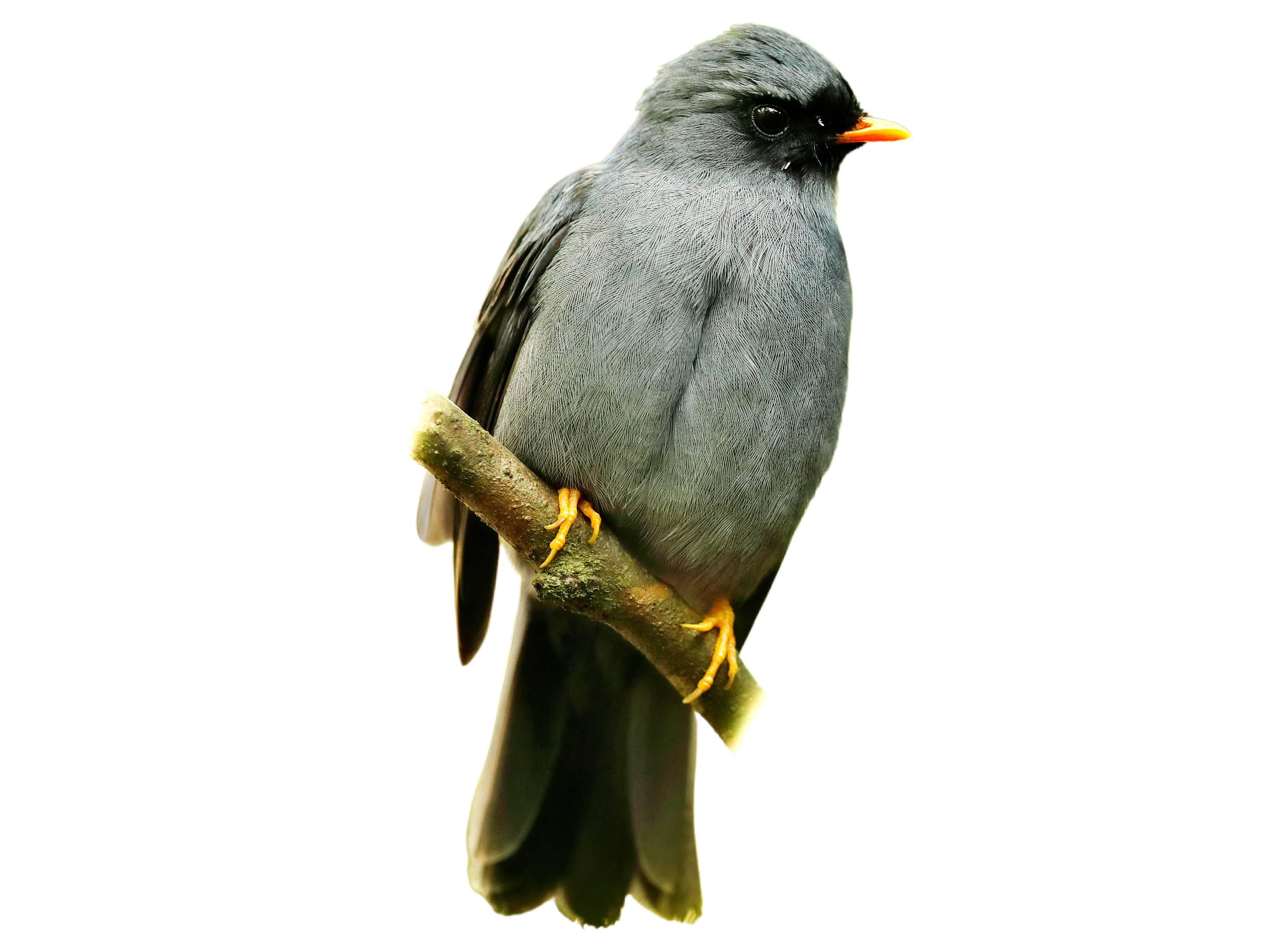 A photo of a Black-faced Solitaire (Myadestes melanops)