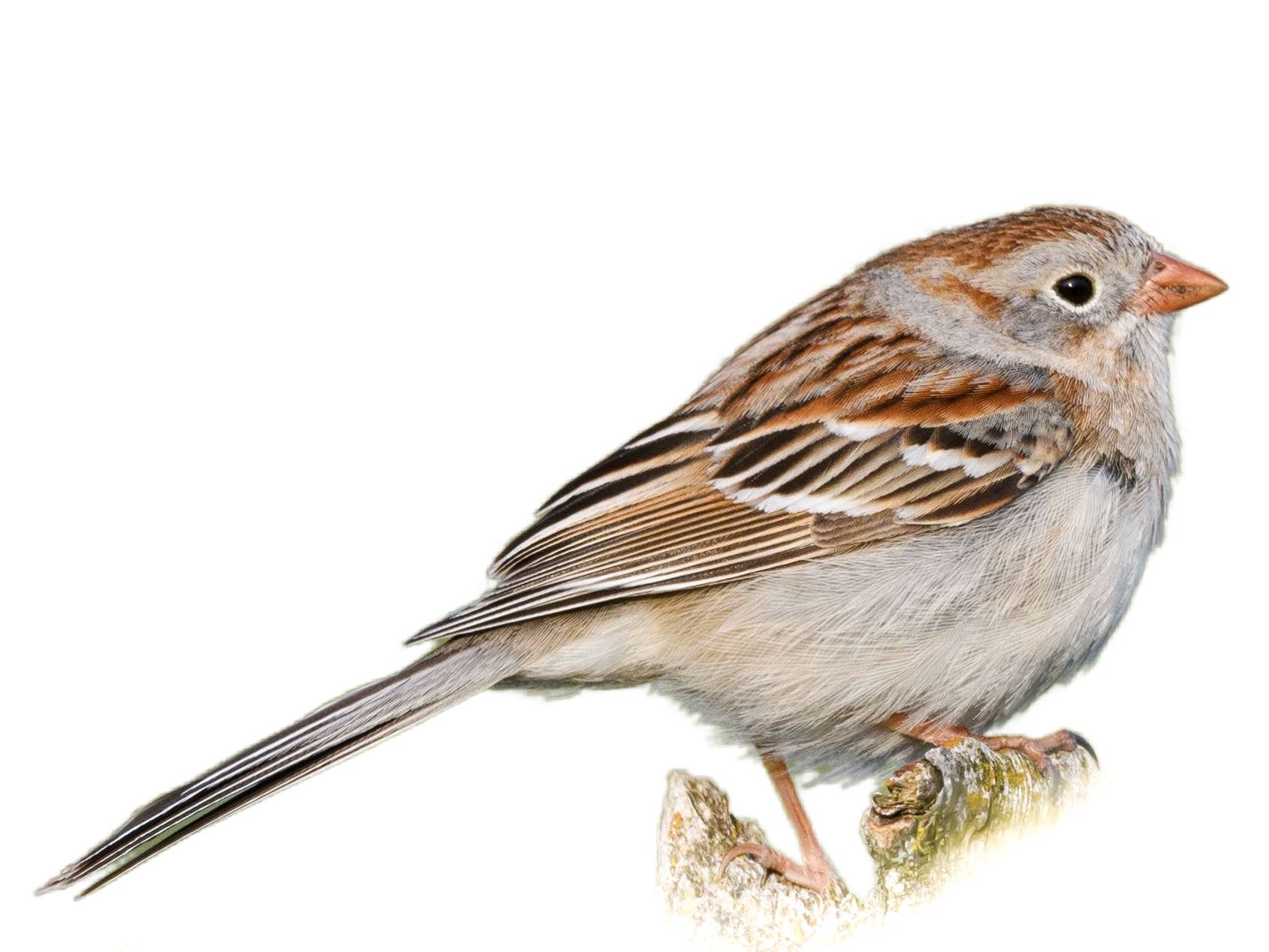 A photo of a Field Sparrow (Spizella pusilla)