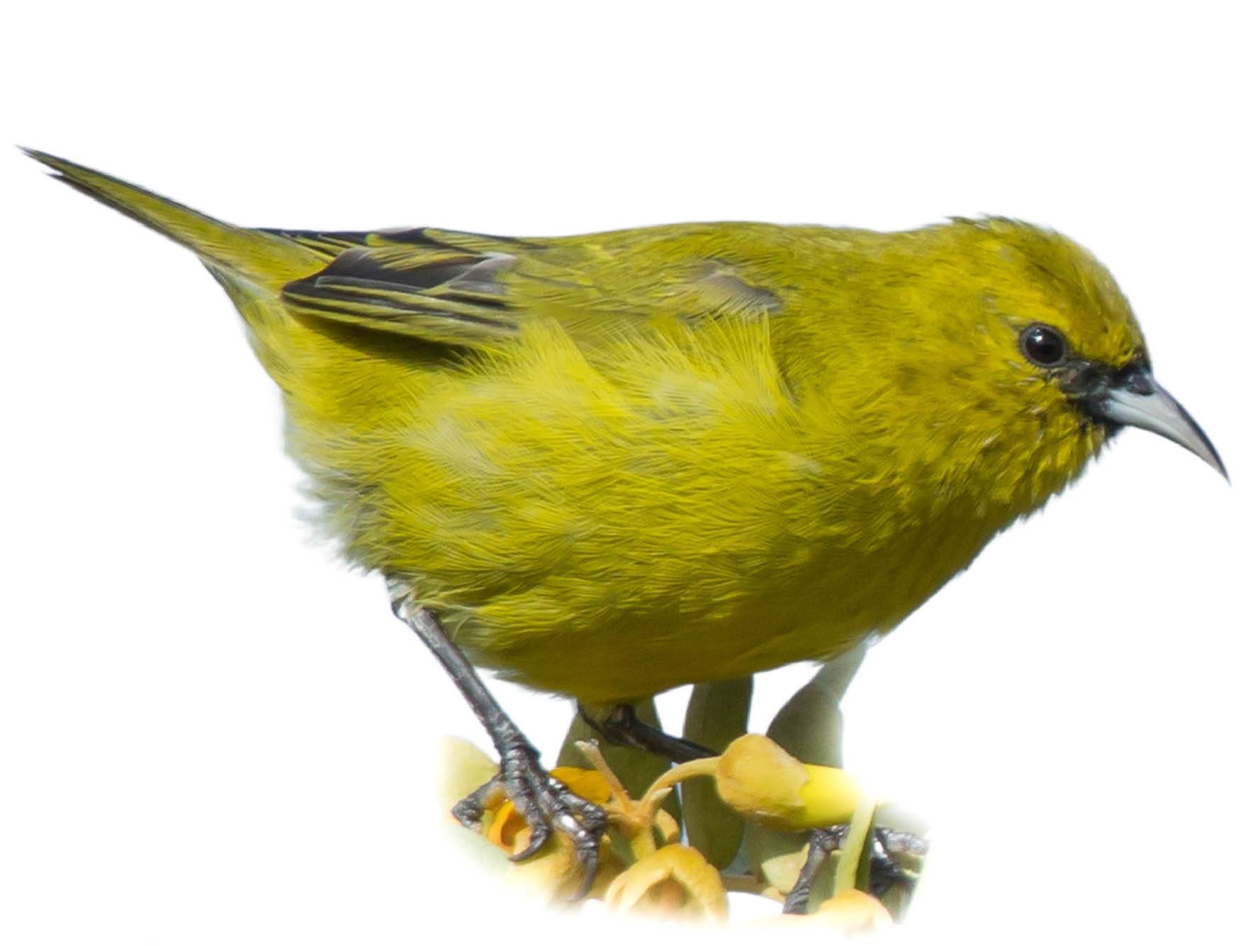 A photo of a Hawaii Amakihi (Chlorodrepanis virens)