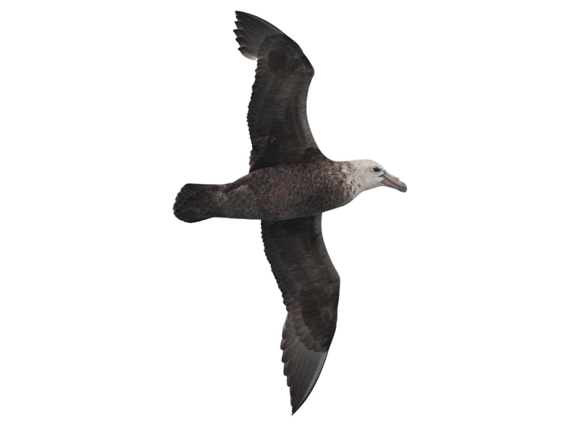 A photo of a Southern Giant Petrel (Macronectes giganteus)