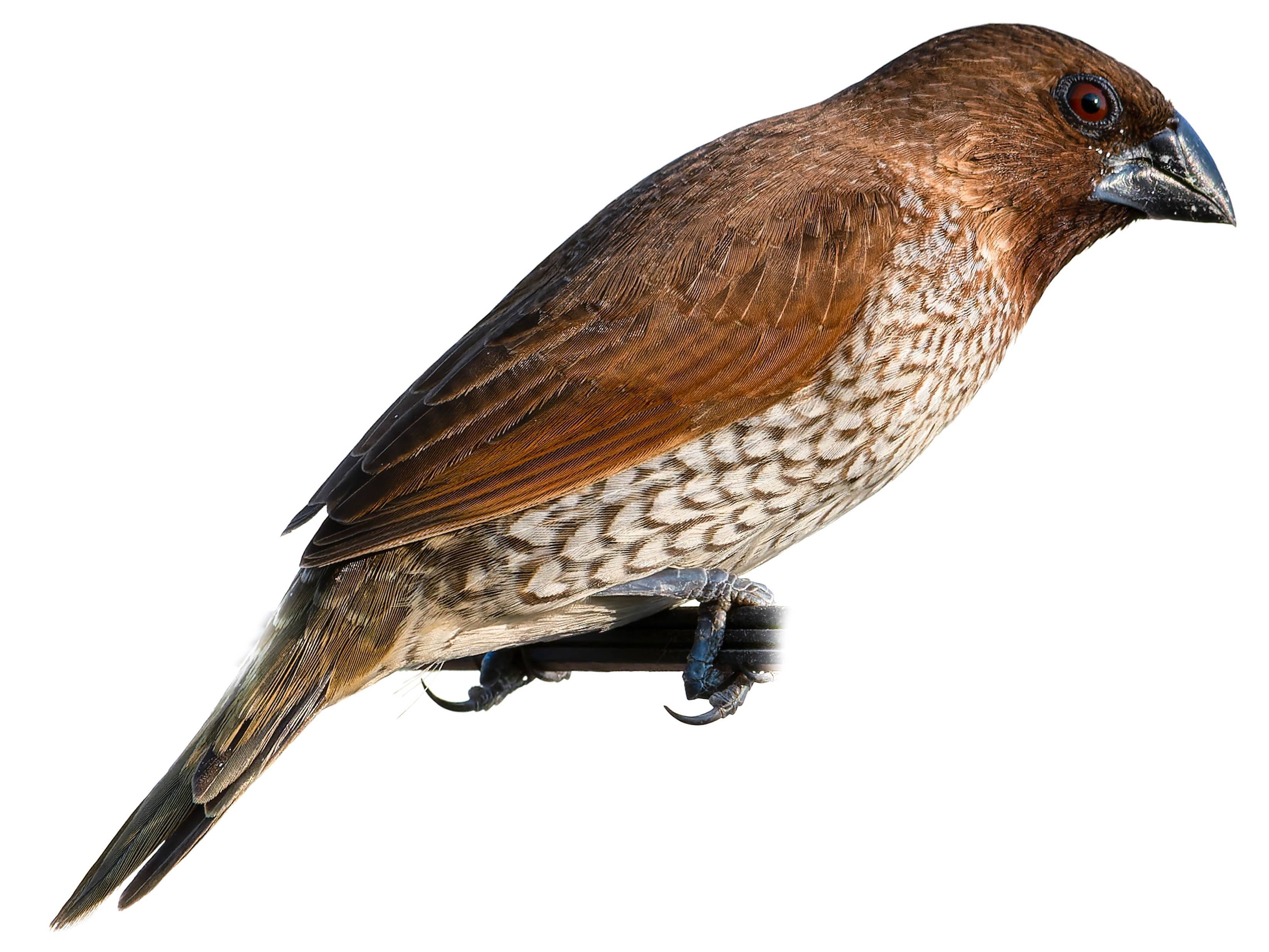 A photo of a Scaly-breasted Munia (Lonchura punctulata)