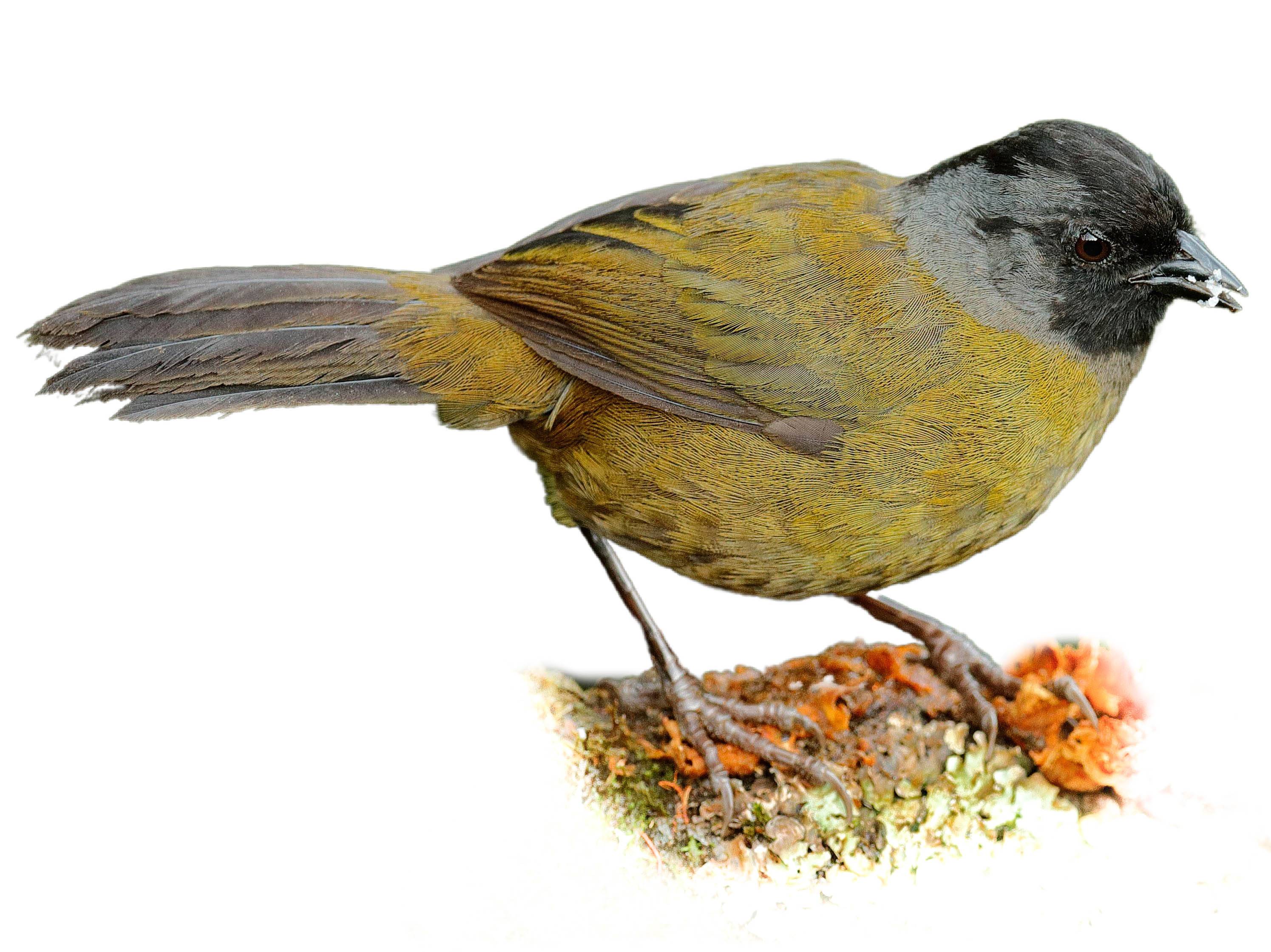 A photo of a Large-footed Finch (Pezopetes capitalis)