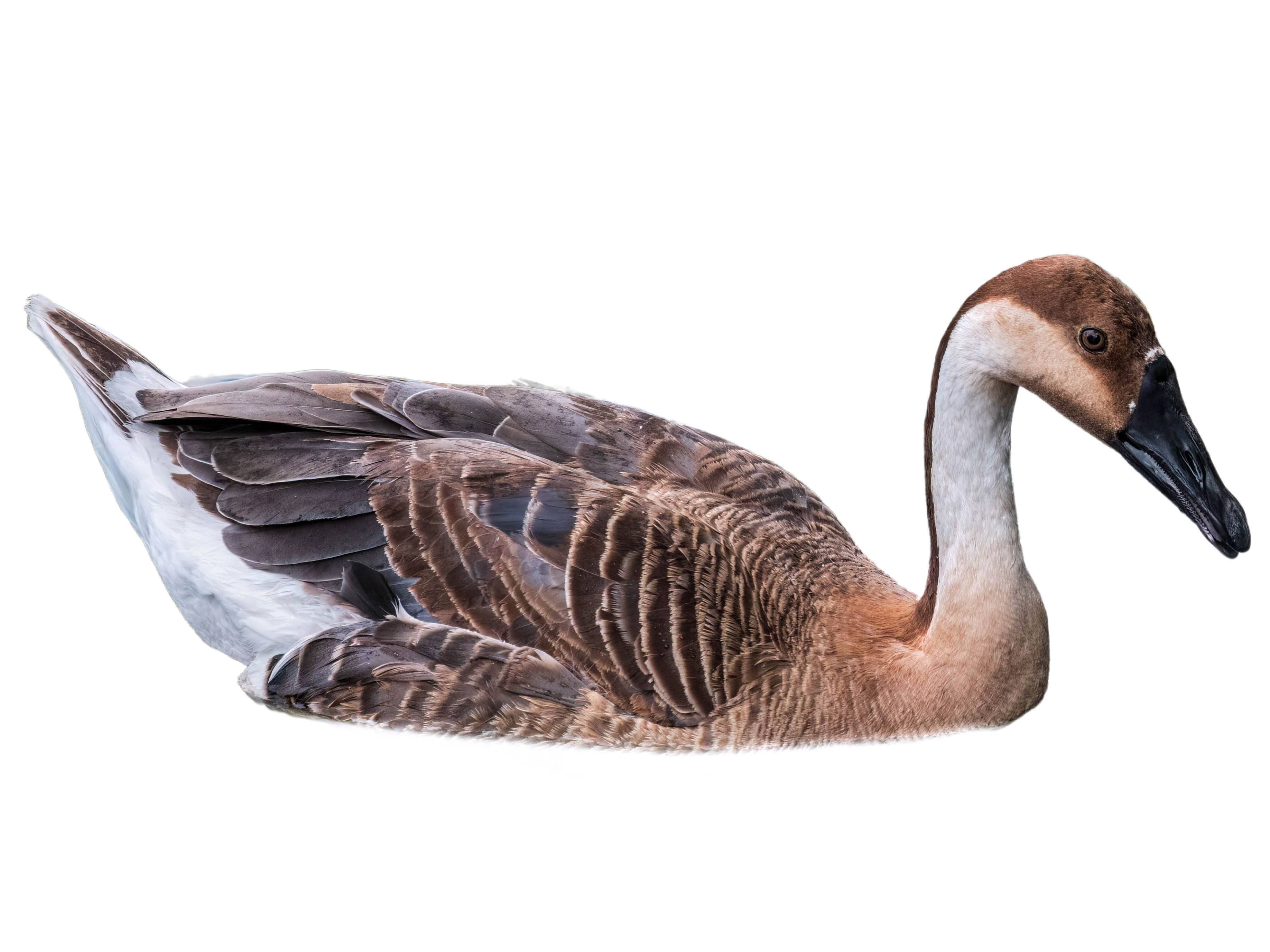 A photo of a Swan Goose (Anser cygnoides)