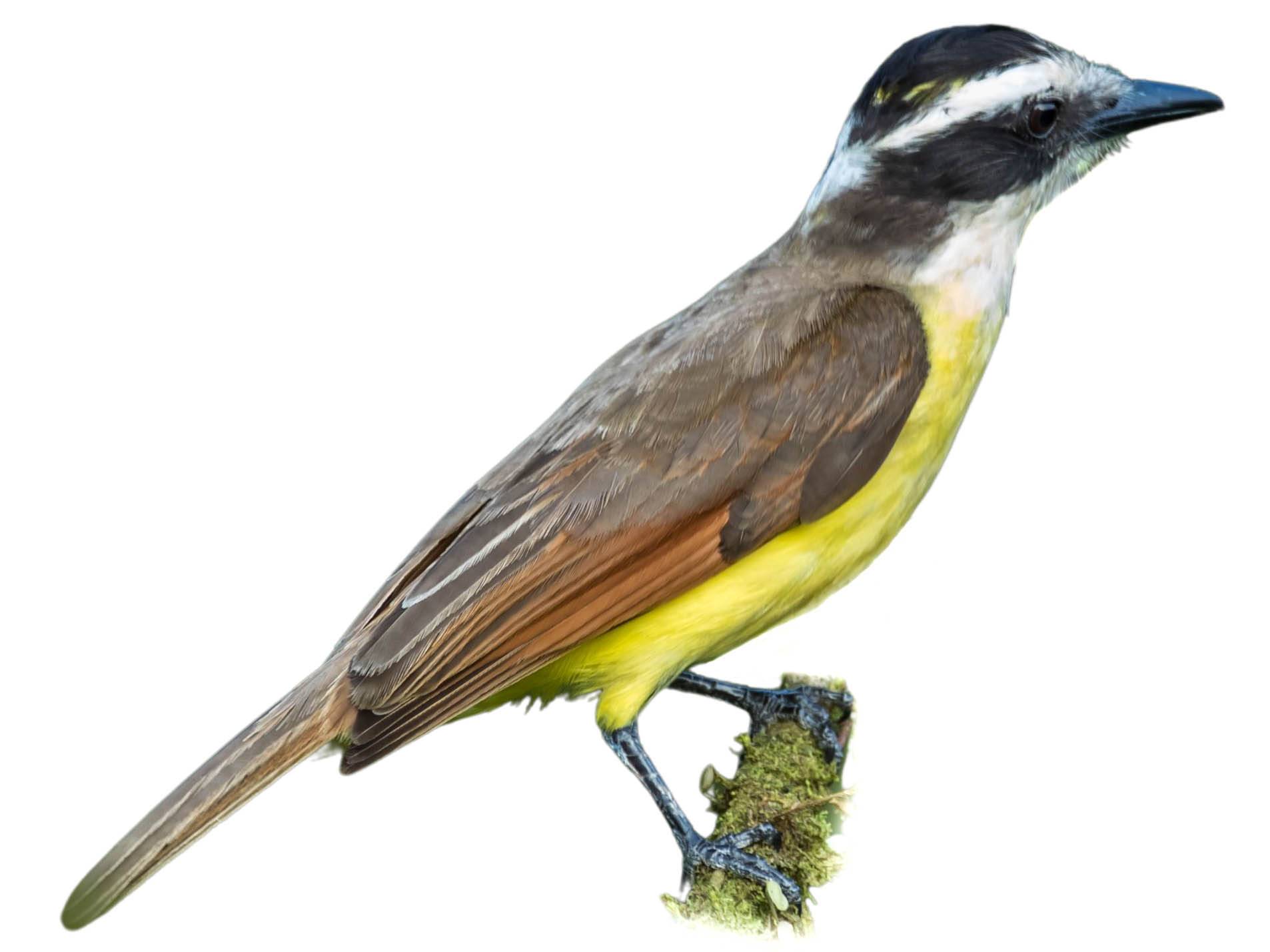 A photo of a White-ringed Flycatcher (Conopias albovittatus)