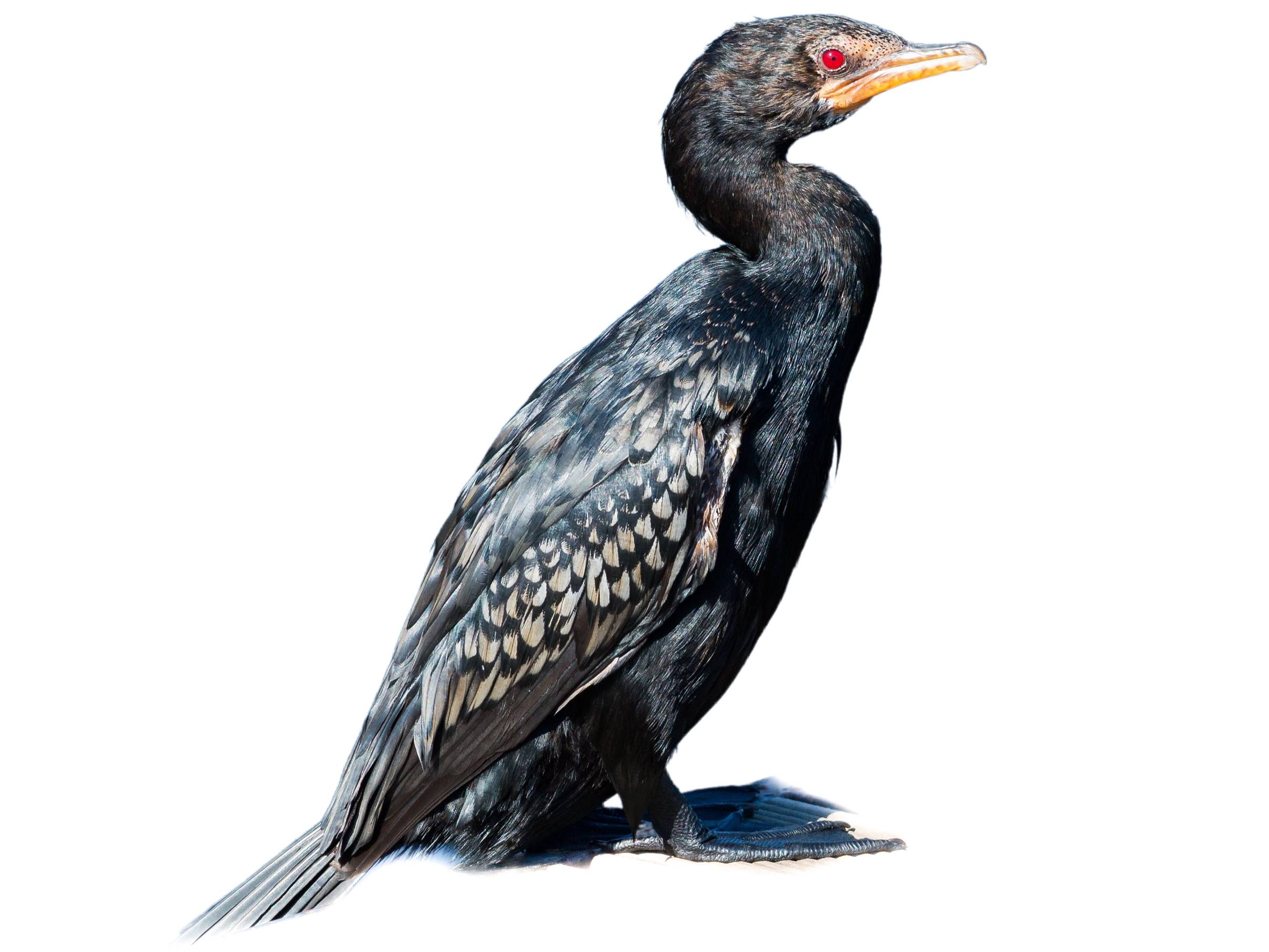 A photo of a Reed Cormorant (Microcarbo africanus)