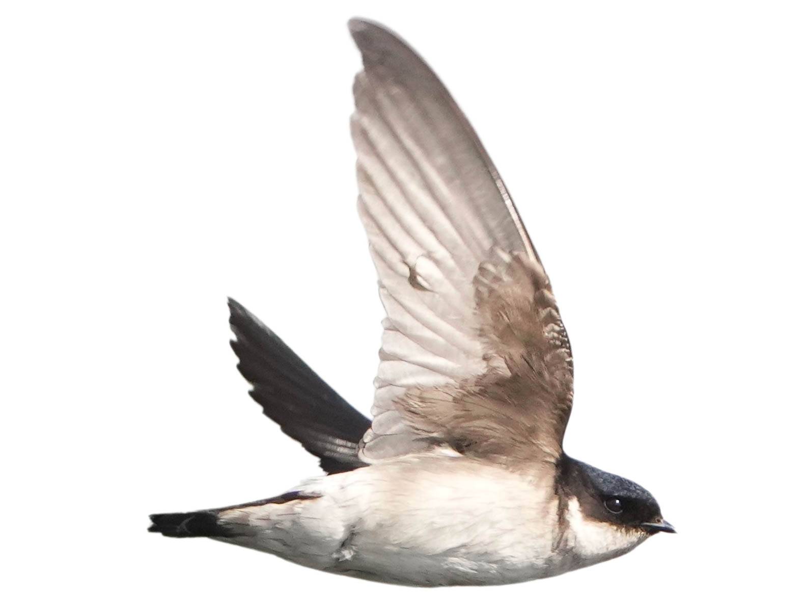 A photo of a Asian House Martin (Delichon dasypus)