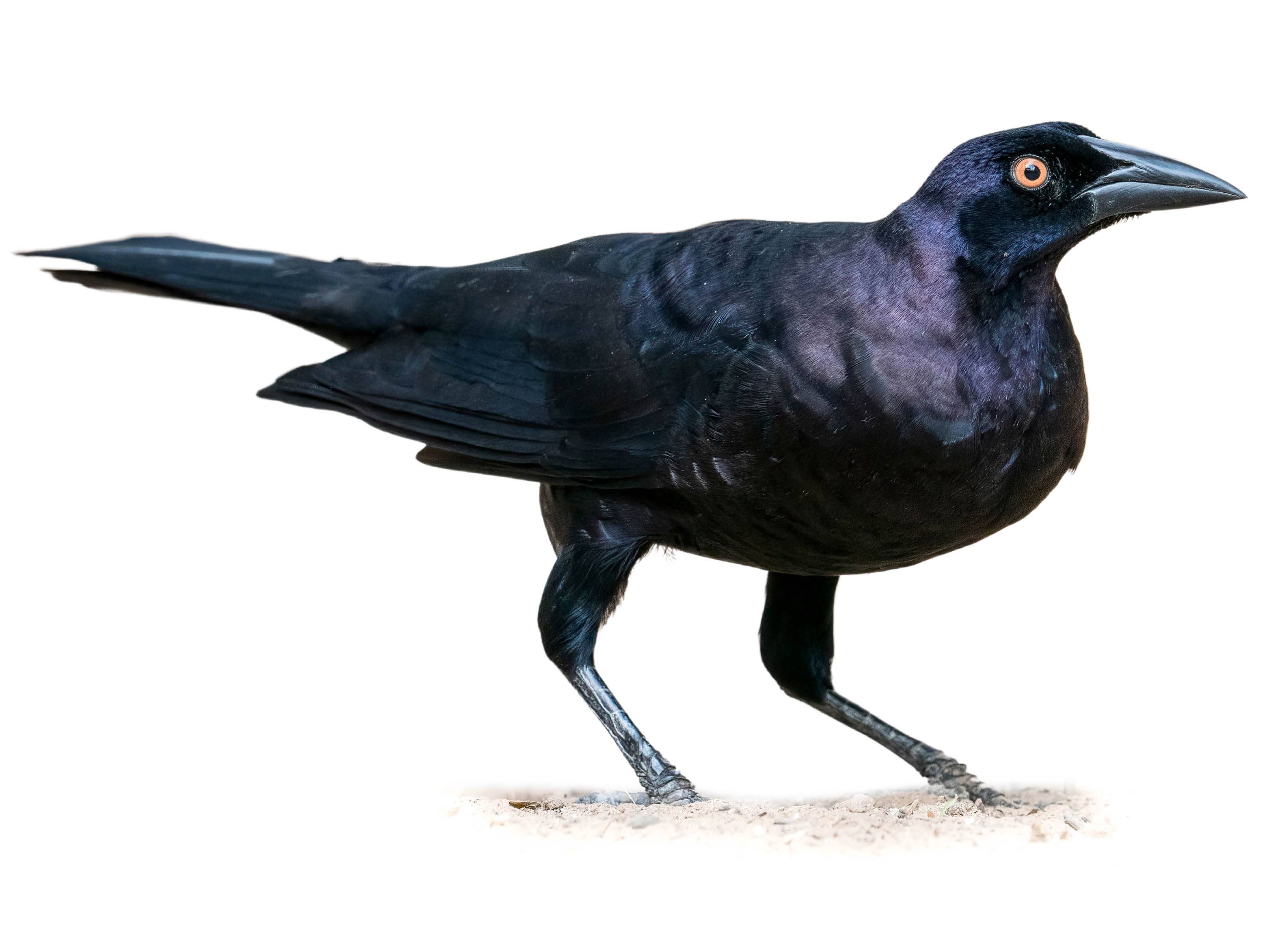 A photo of a Giant Cowbird (Molothrus oryzivorus)