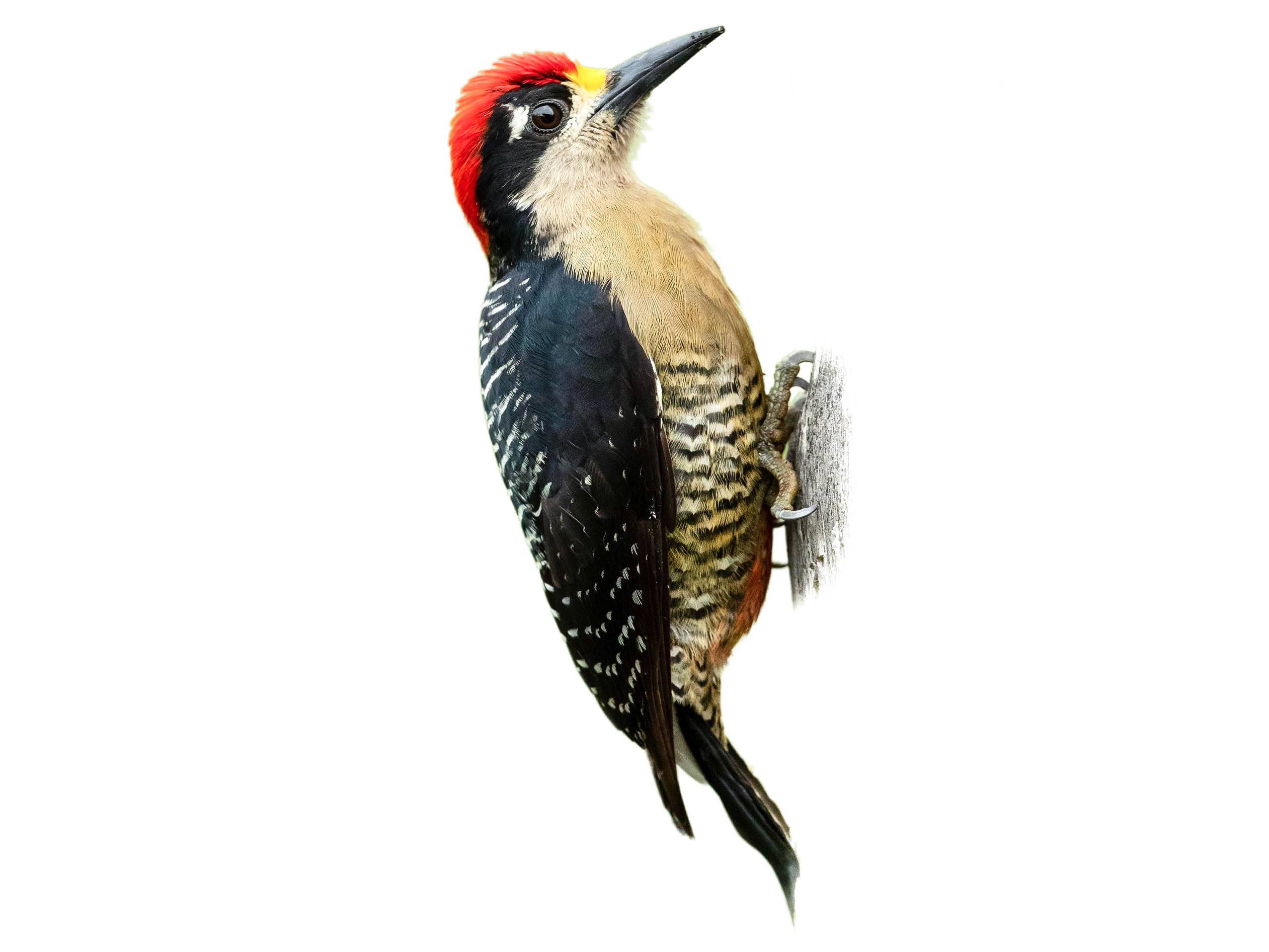 A photo of a Black-cheeked Woodpecker (Melanerpes pucherani), male