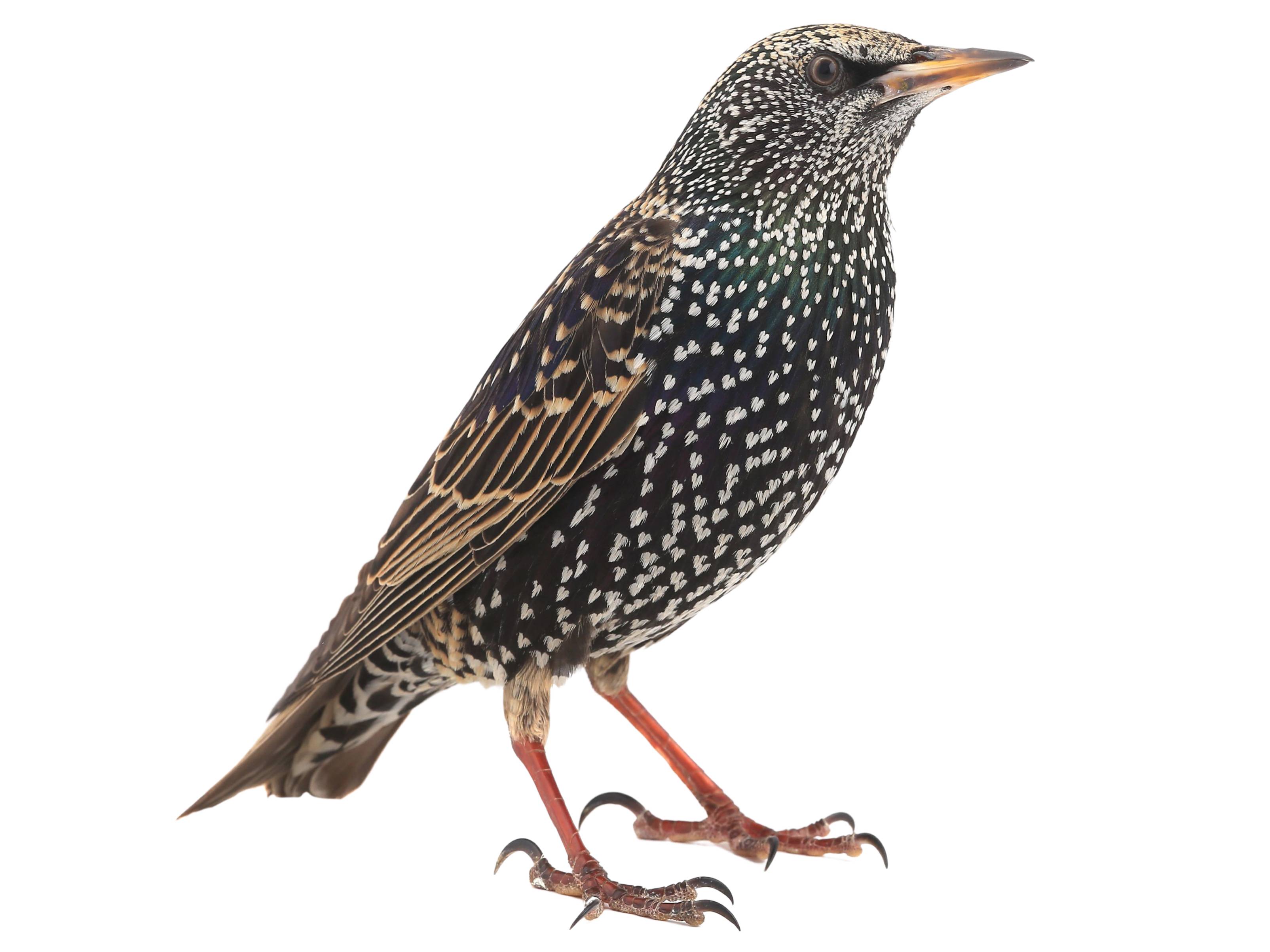 A photo of a Common Starling (Sturnus vulgaris)