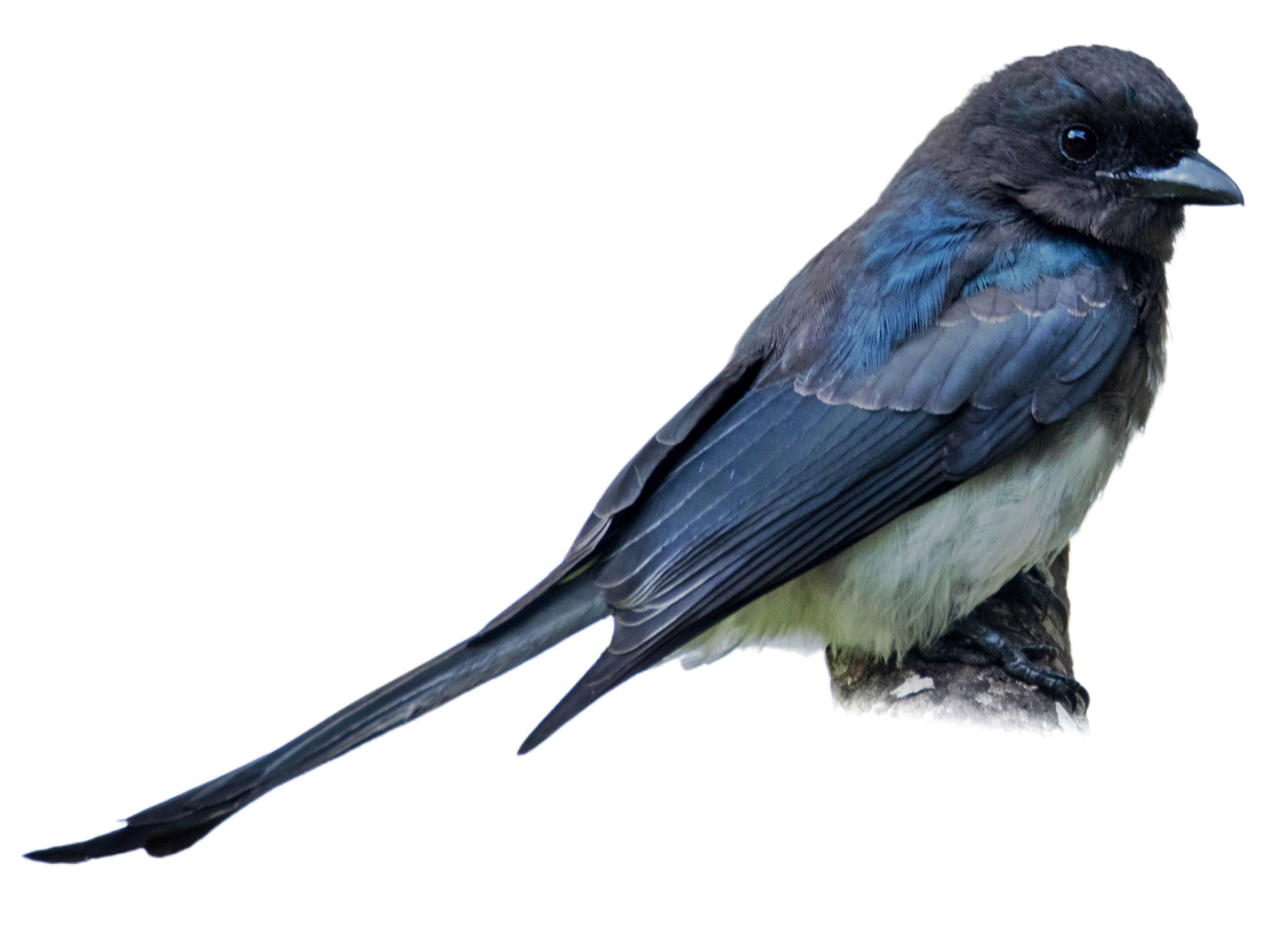 A photo of a White-bellied Drongo (Dicrurus caerulescens)