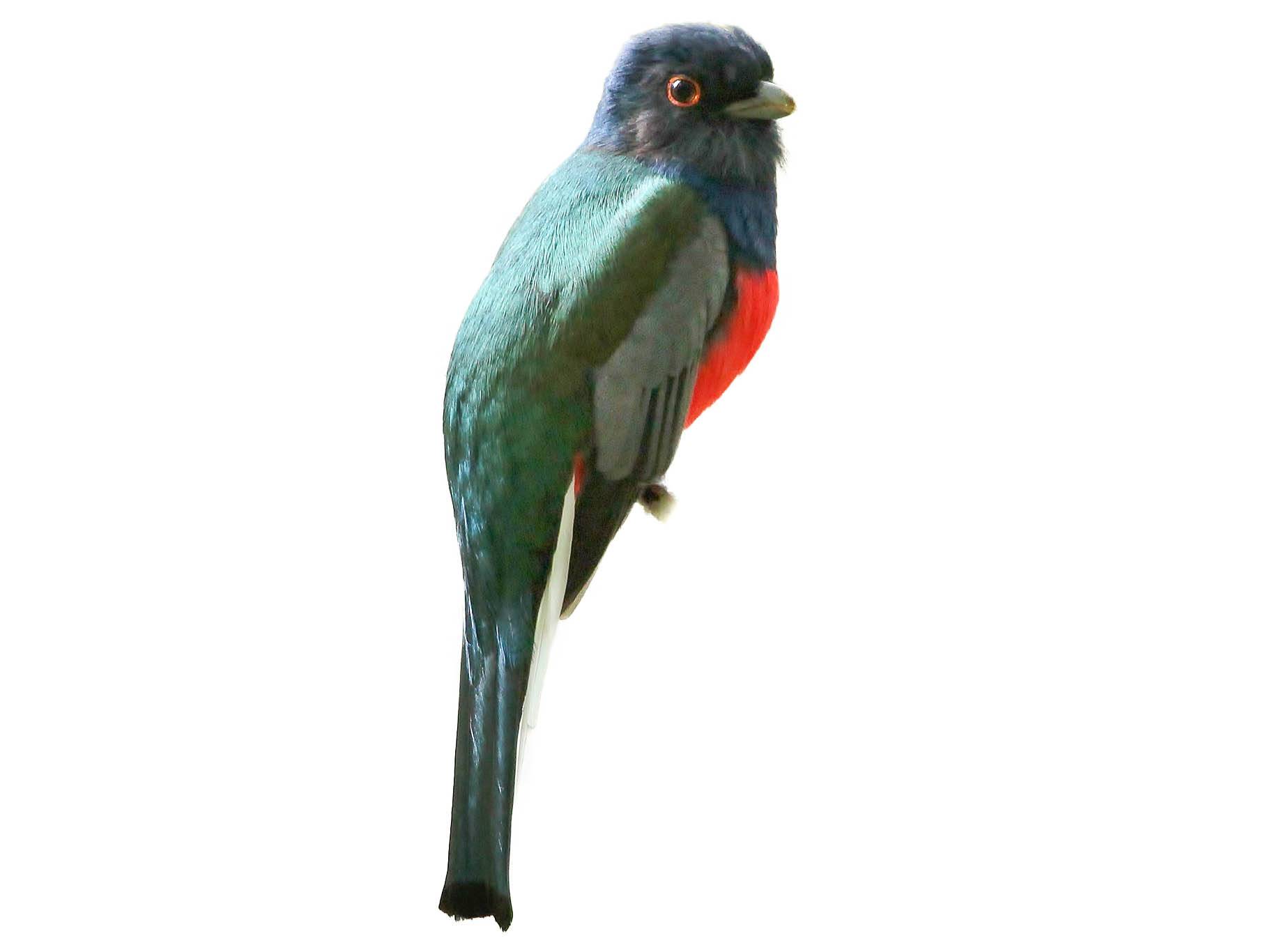 A photo of a Surucua Trogon (Trogon surrucura), male