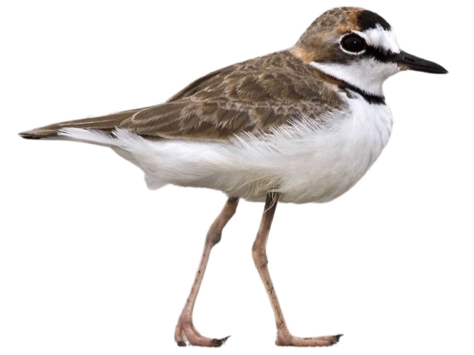 A photo of a Collared Plover (Charadrius collaris)