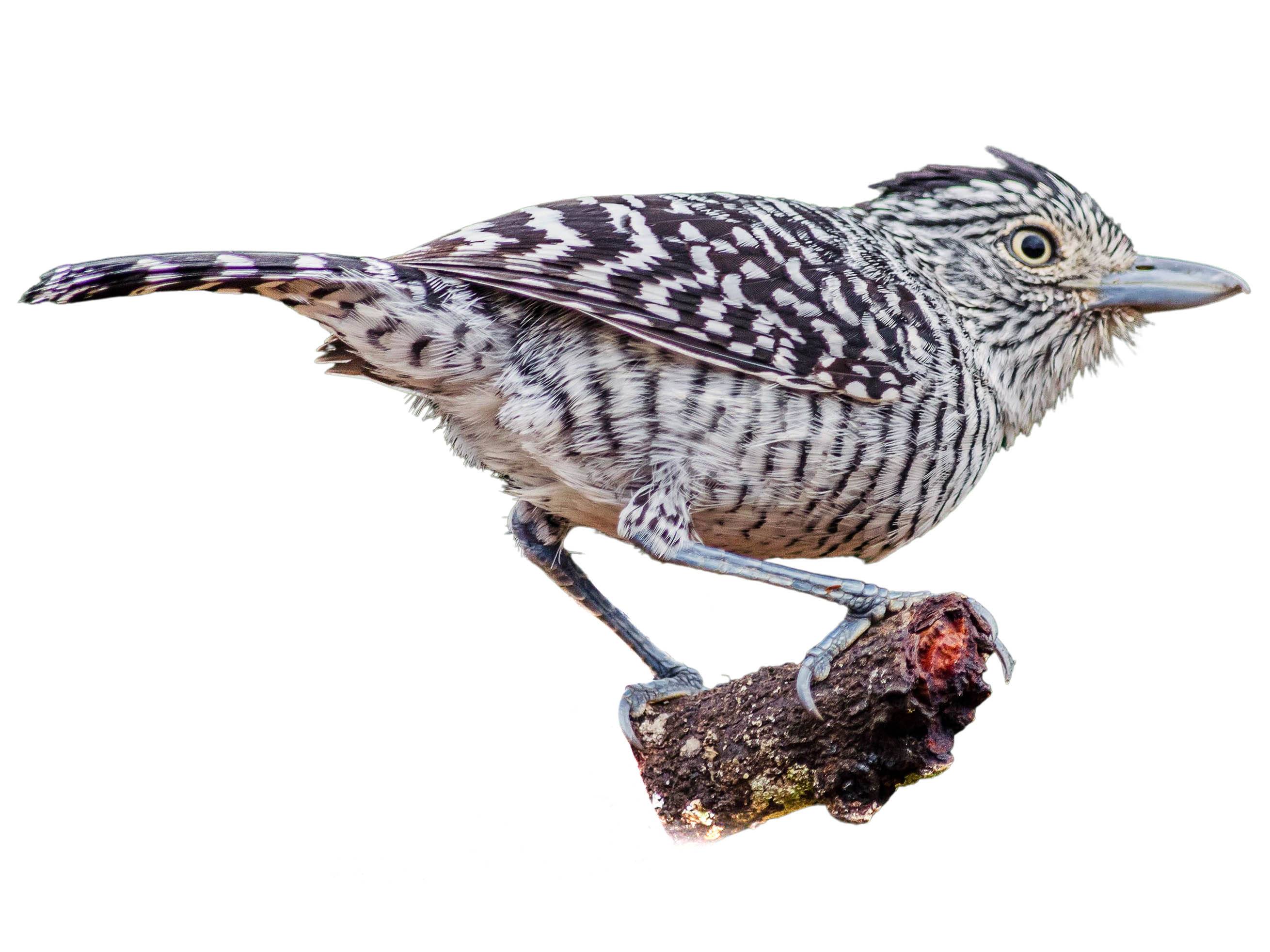 A photo of a Barred Antshrike (Thamnophilus doliatus), male