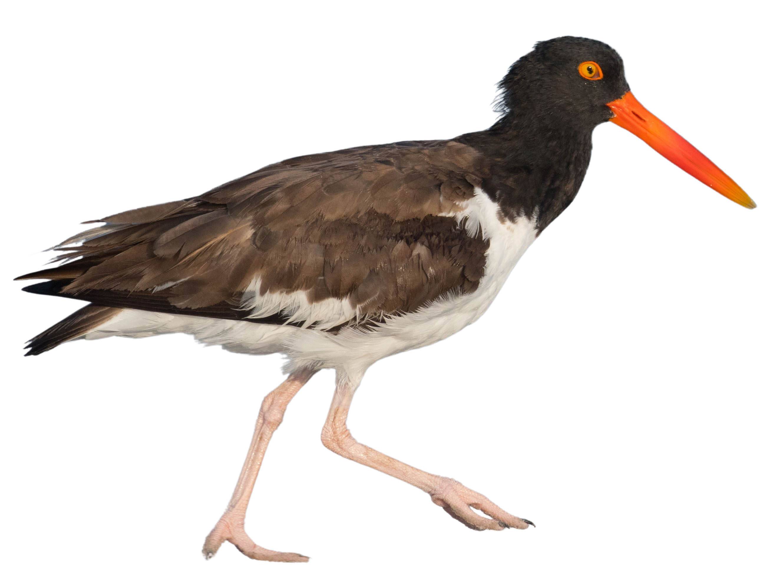 A photo of a American Oystercatcher (Haematopus palliatus)