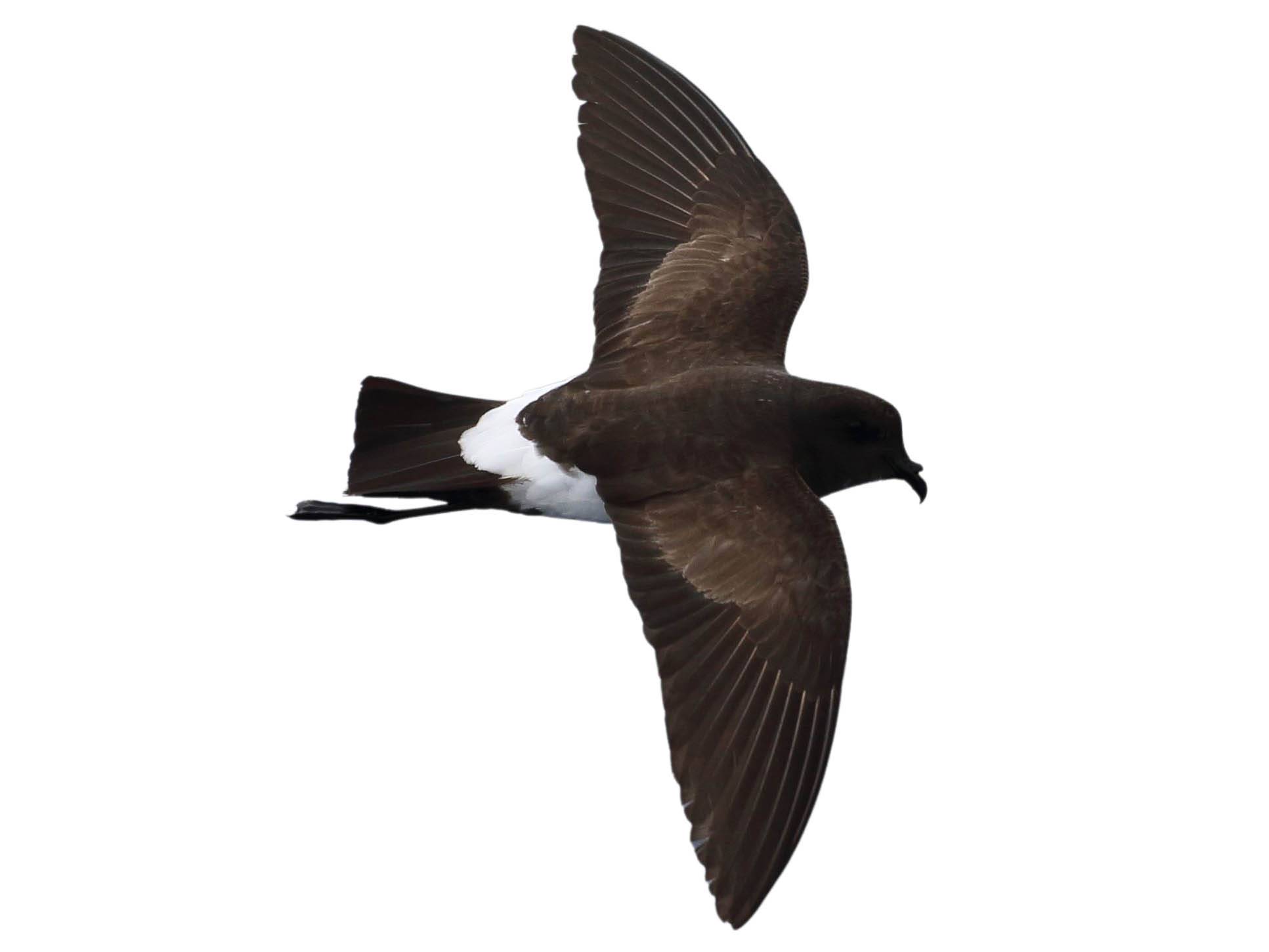 A photo of a Black-bellied Storm Petrel (Fregetta tropica)