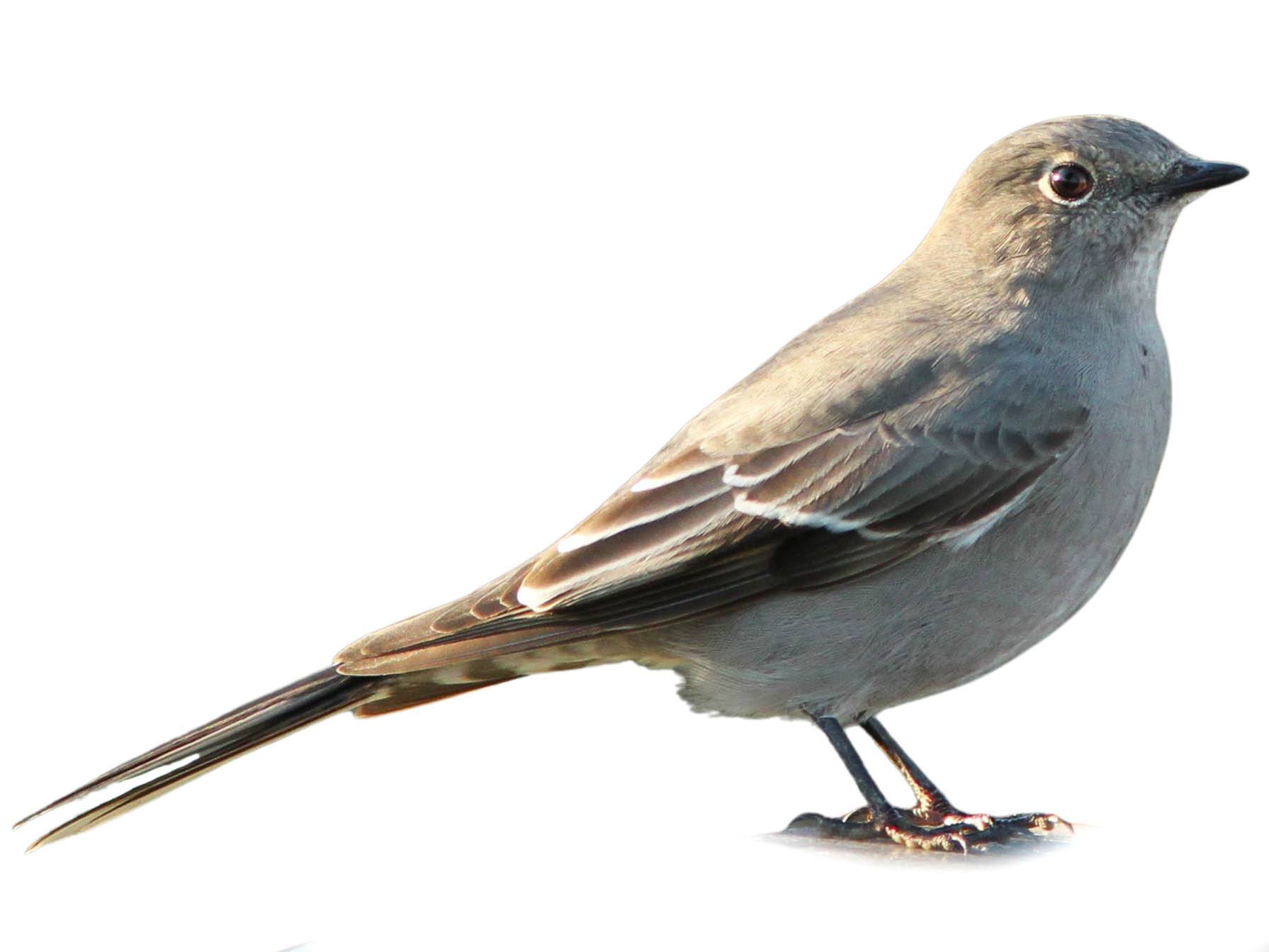 A photo of a Townsend's Solitaire (Myadestes townsendi)