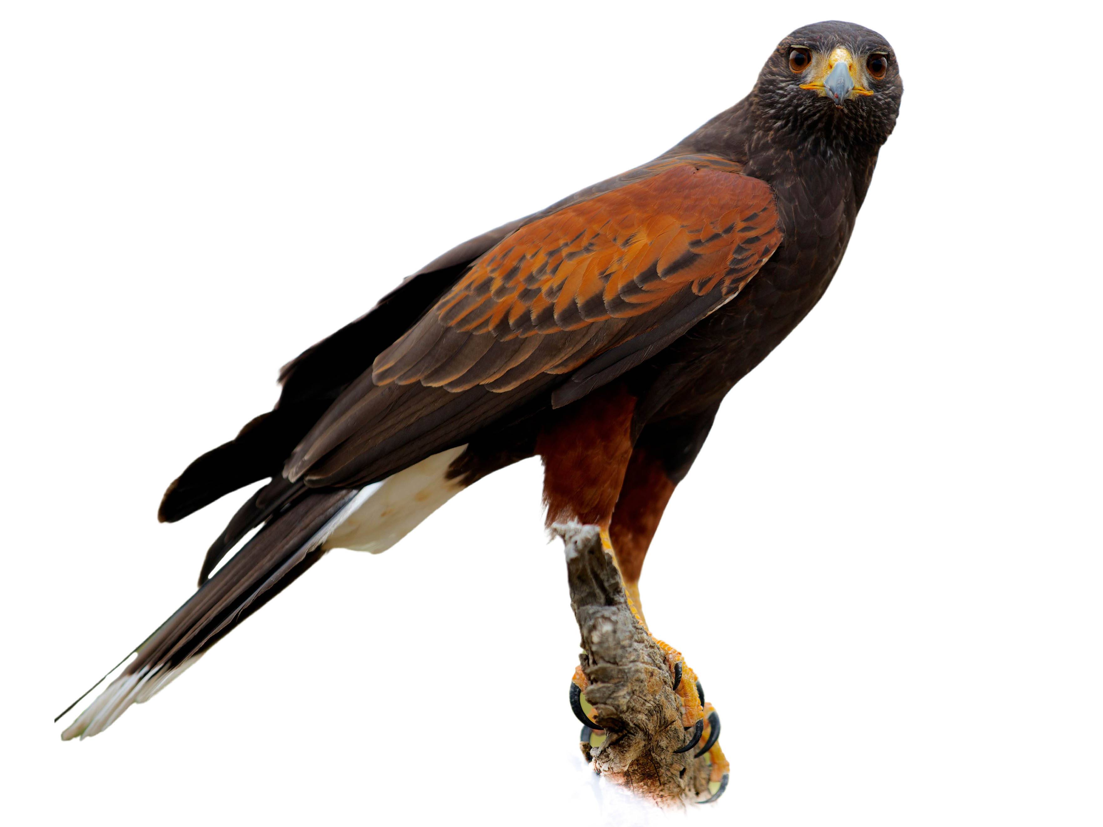 A photo of a Harris's Hawk (Parabuteo unicinctus)