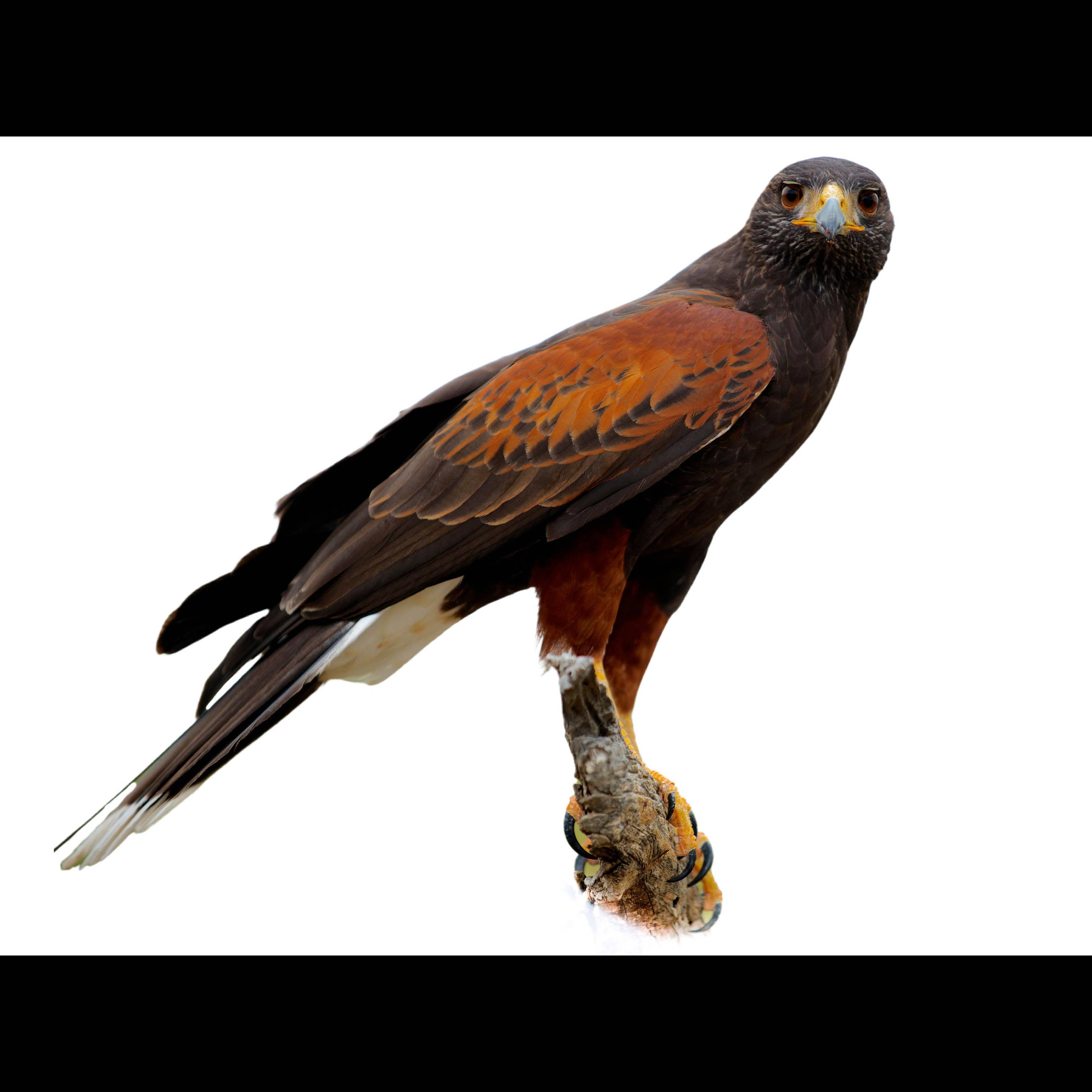 Hawk Ref Base Harris's Hawk (Parabuteo unicinctus) identification - Birda