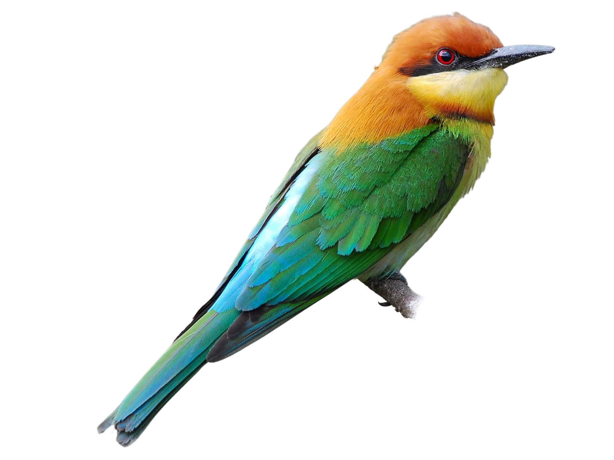 A photo of a Chestnut-headed Bee-eater (Merops leschenaulti)