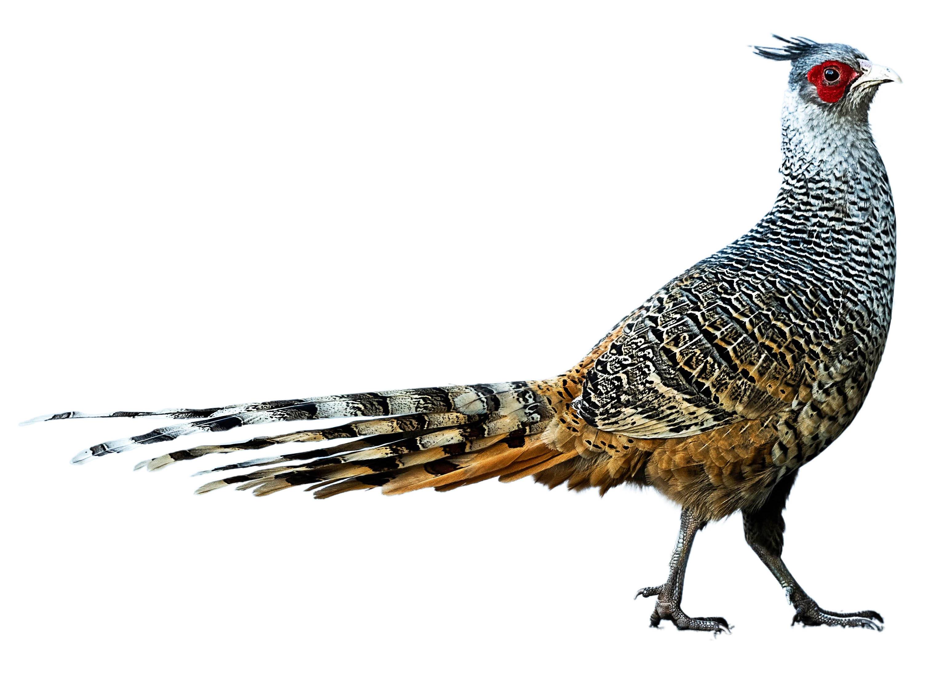 A photo of a Cheer Pheasant (Catreus wallichii), male