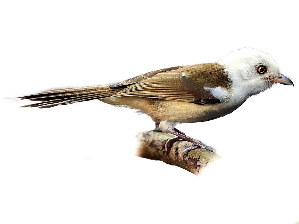 A photo of a White-hooded Babbler (Gampsorhynchus rufulus)