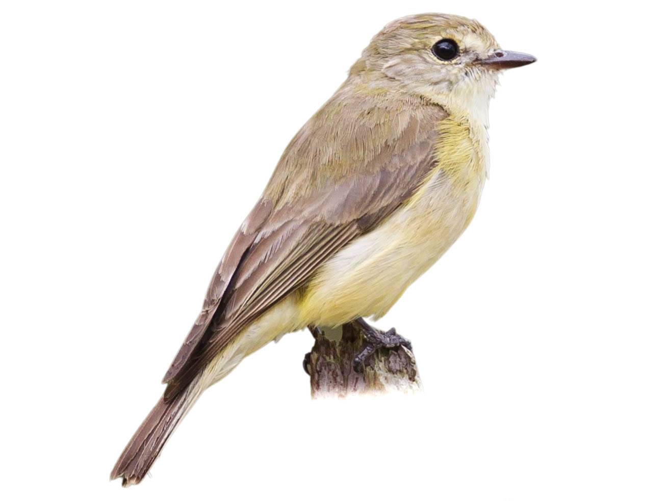 A photo of a Lemon-bellied Flyrobin (Microeca flavigaster)