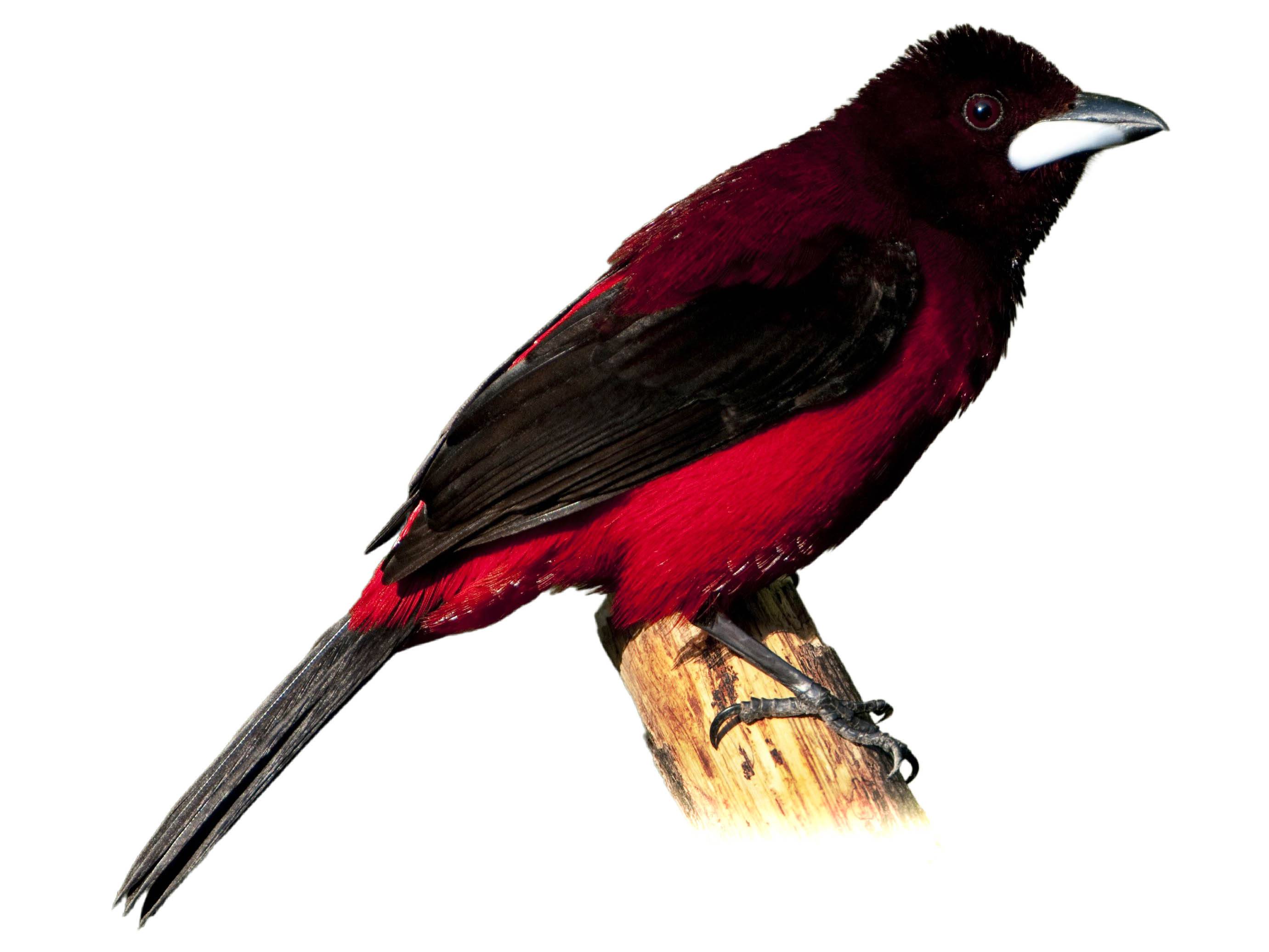 A photo of a Crimson-backed Tanager (Ramphocelus dimidiatus), male