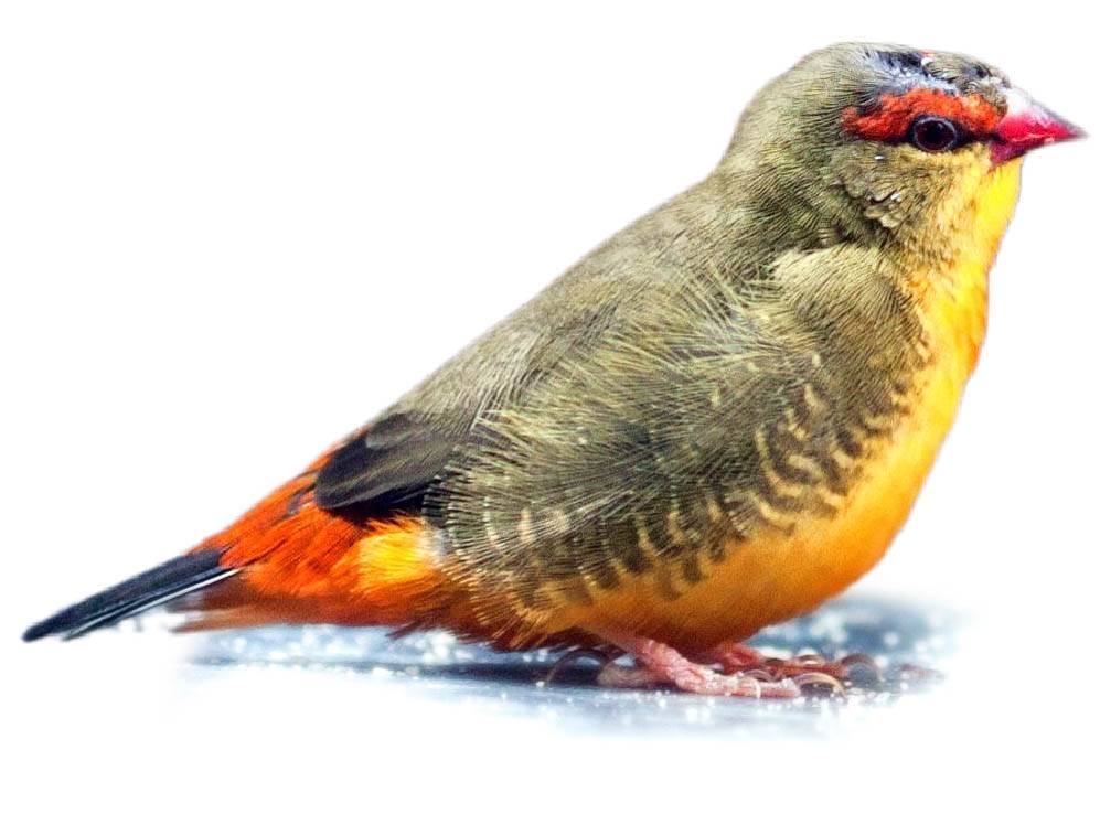Orange-breasted Waxbill (Amandava subflava) identification - Birda