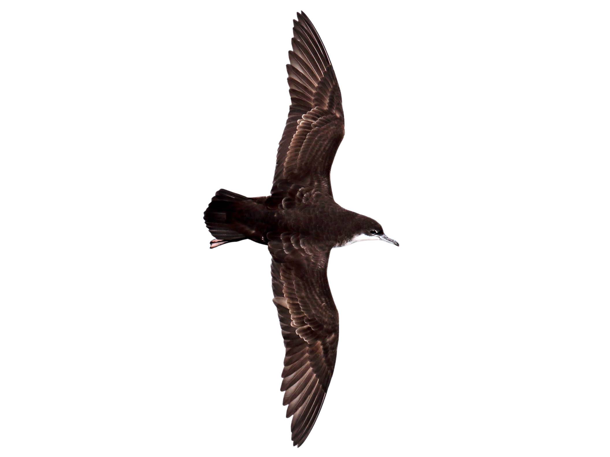 A photo of a Galapagos Shearwater (Puffinus subalaris)