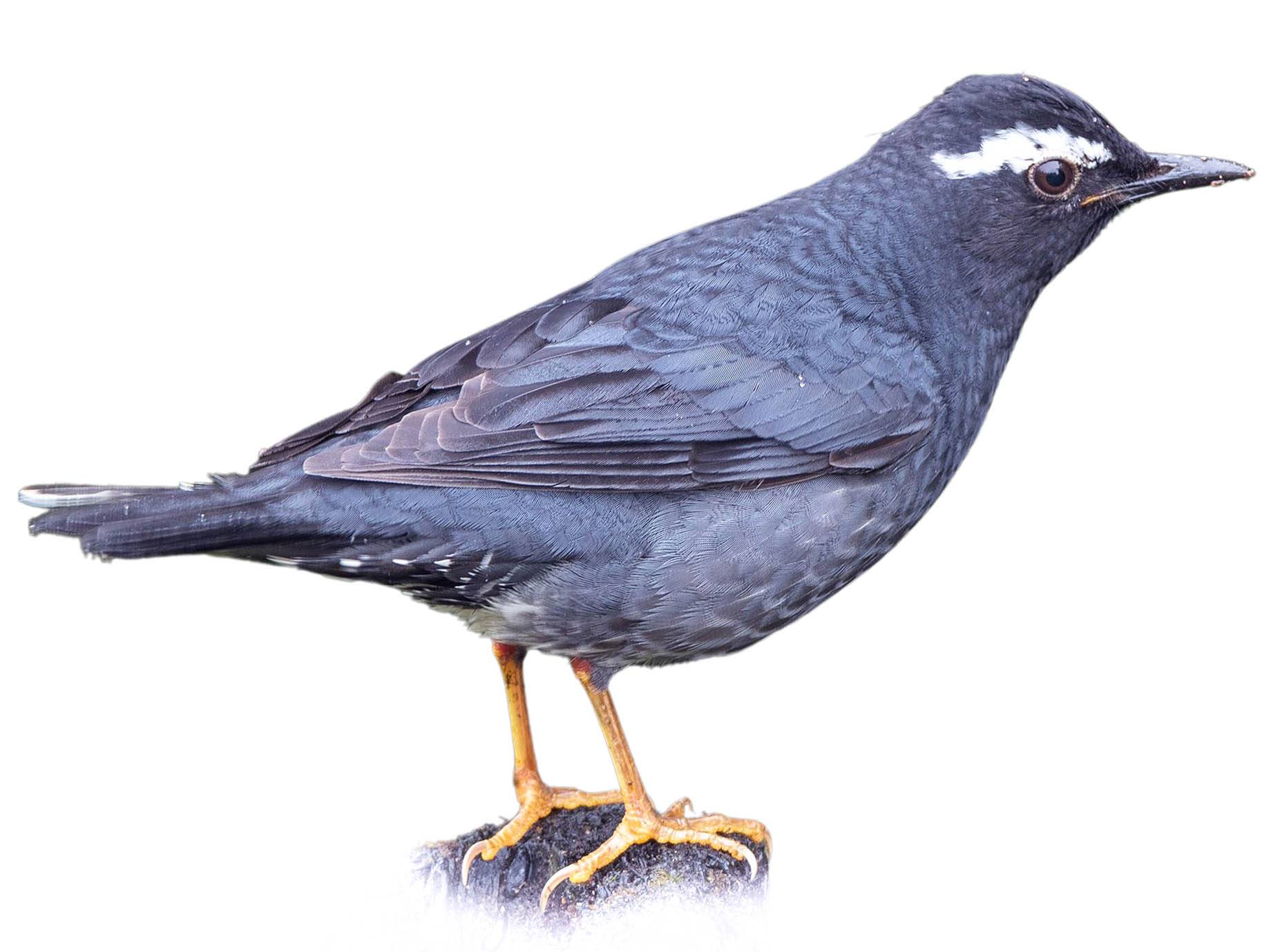 A photo of a Siberian Thrush (Geokichla sibirica), male