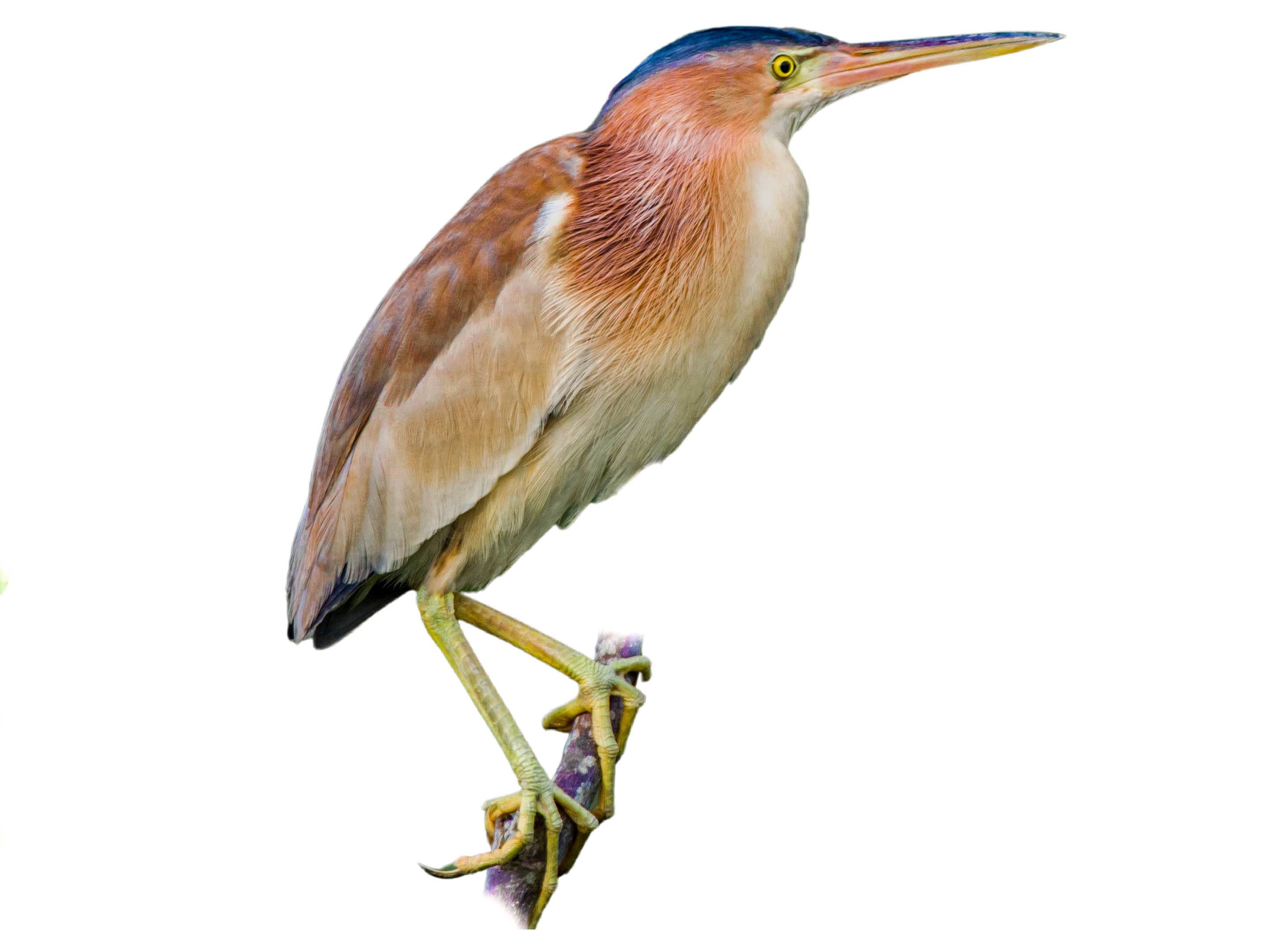 A photo of a Yellow Bittern (Ixobrychus sinensis), male