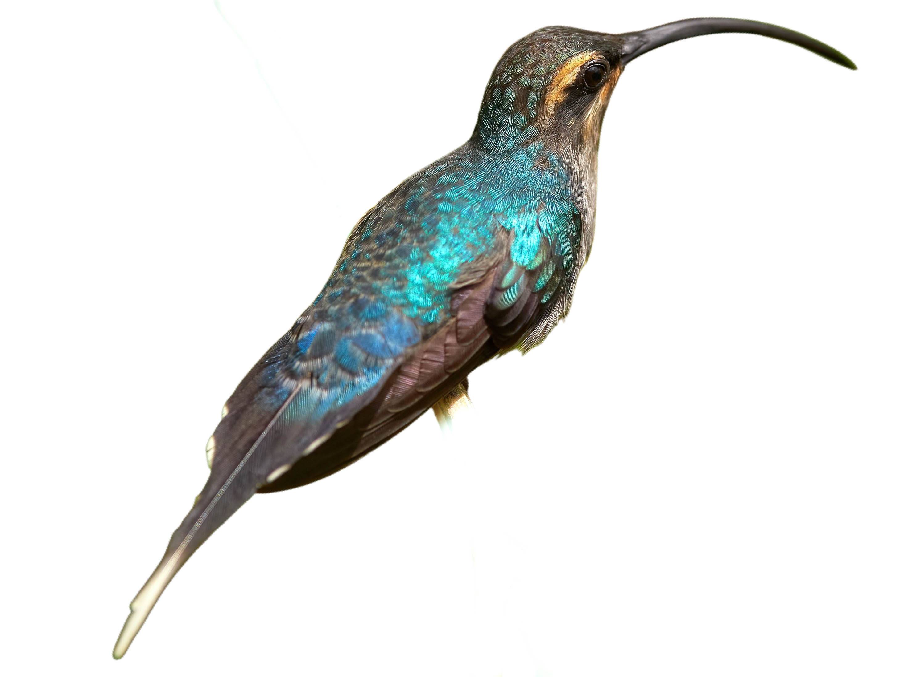 A photo of a Green Hermit (Phaethornis guy), female