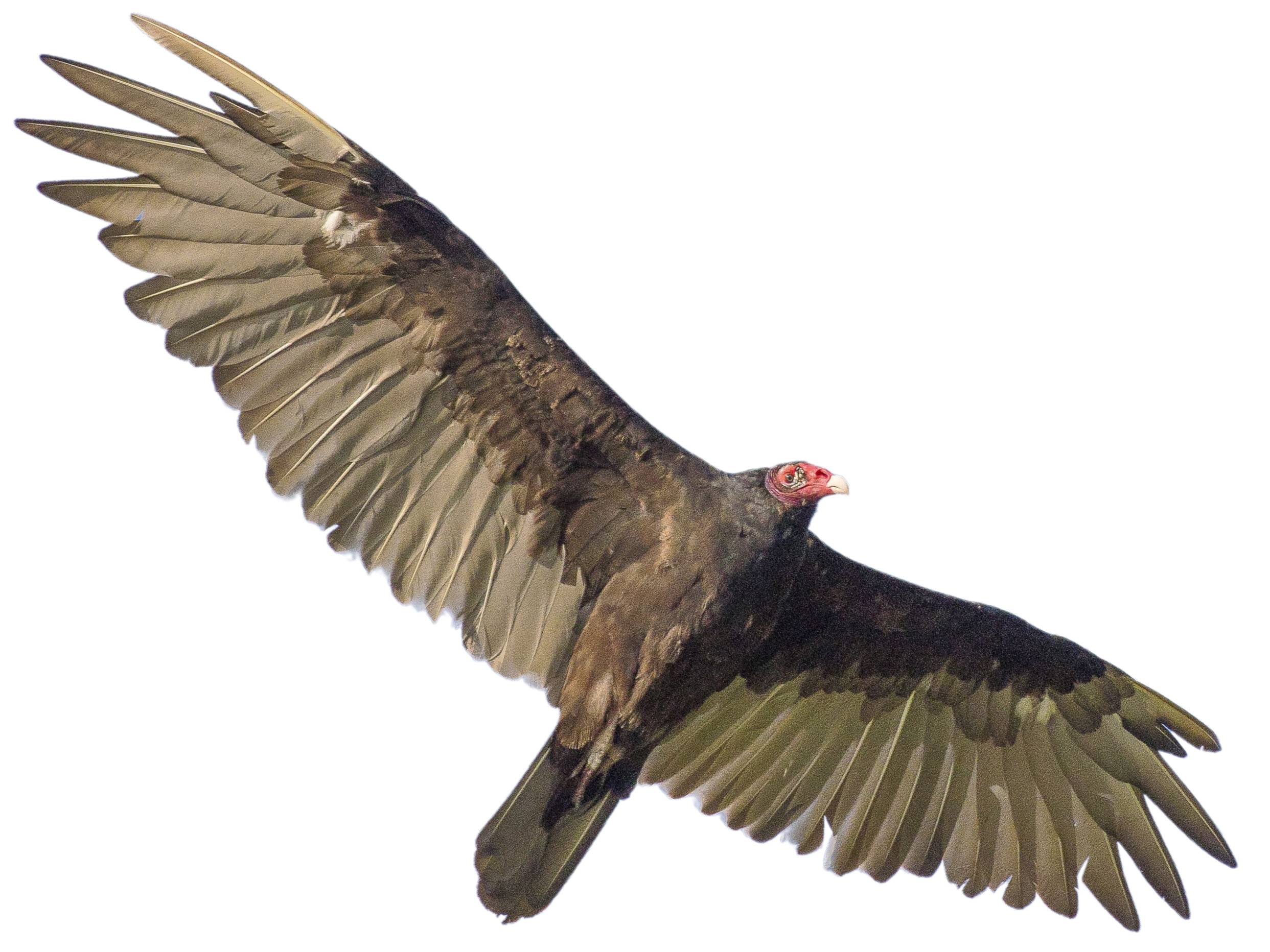 A photo of a Turkey Vulture (Cathartes aura)