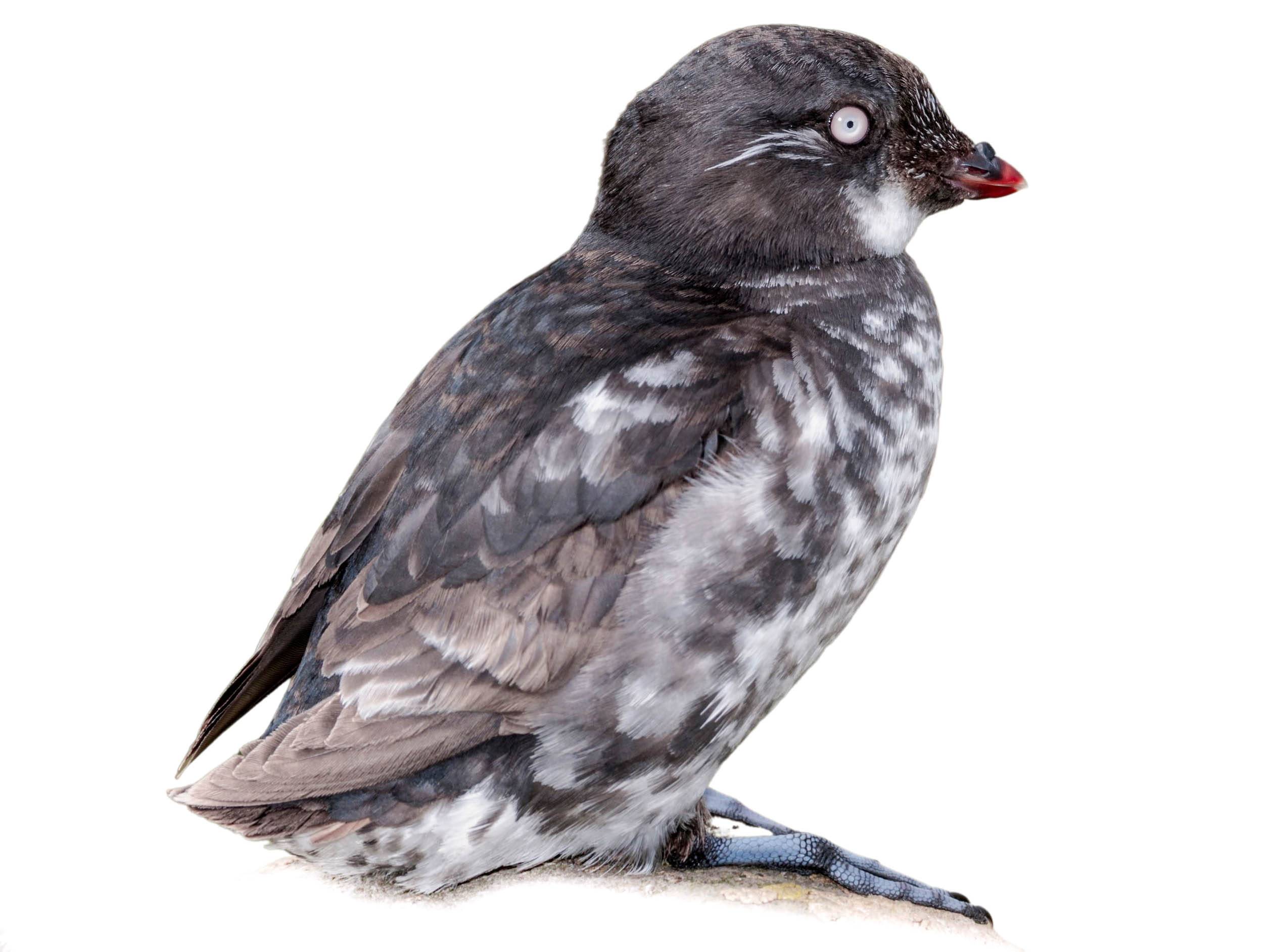 A photo of a Least Auklet (Aethia pusilla)