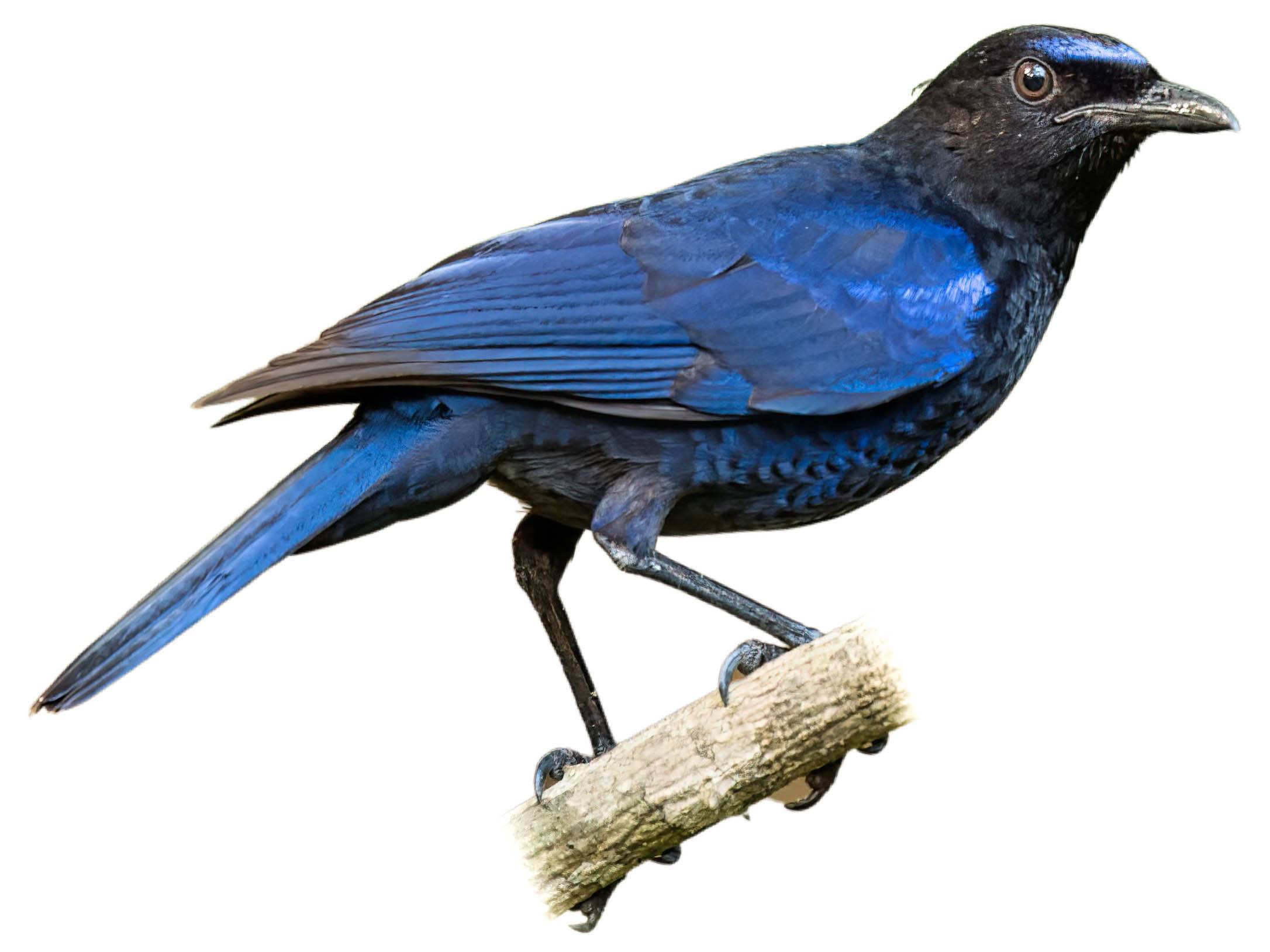 A photo of a Malabar Whistling Thrush (Myophonus horsfieldii)