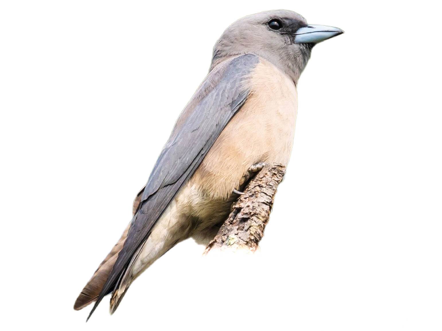 A photo of a Ashy Woodswallow (Artamus fuscus)