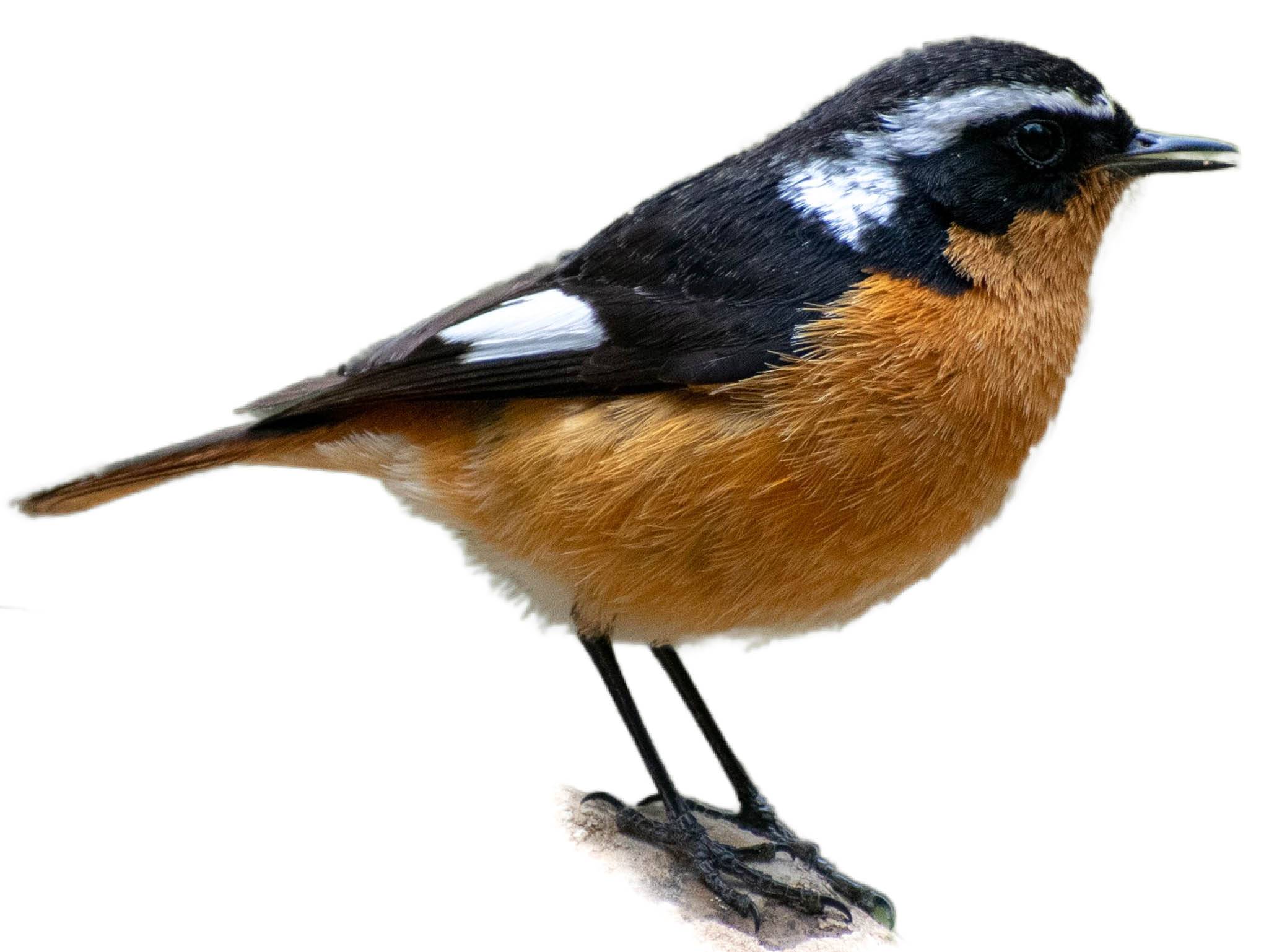 A photo of a Moussier's Redstart (Phoenicurus moussieri), male