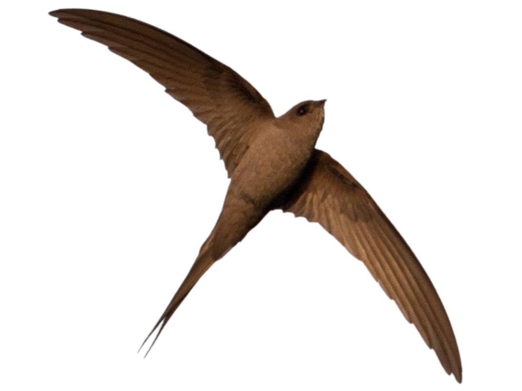 A photo of a African Palm Swift (Cypsiurus parvus)