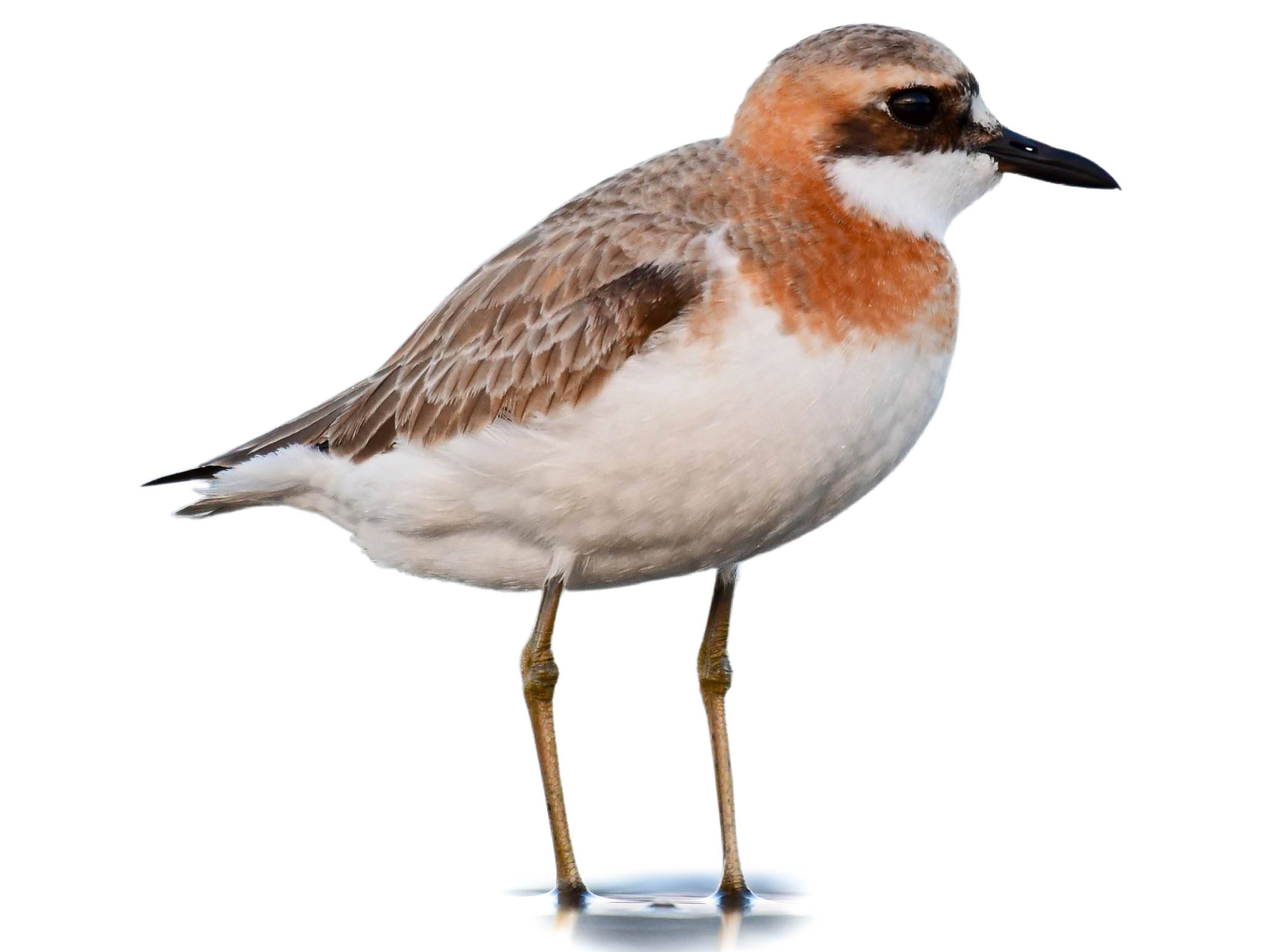 A photo of a Greater Sand Plover (Charadrius leschenaultii), male
