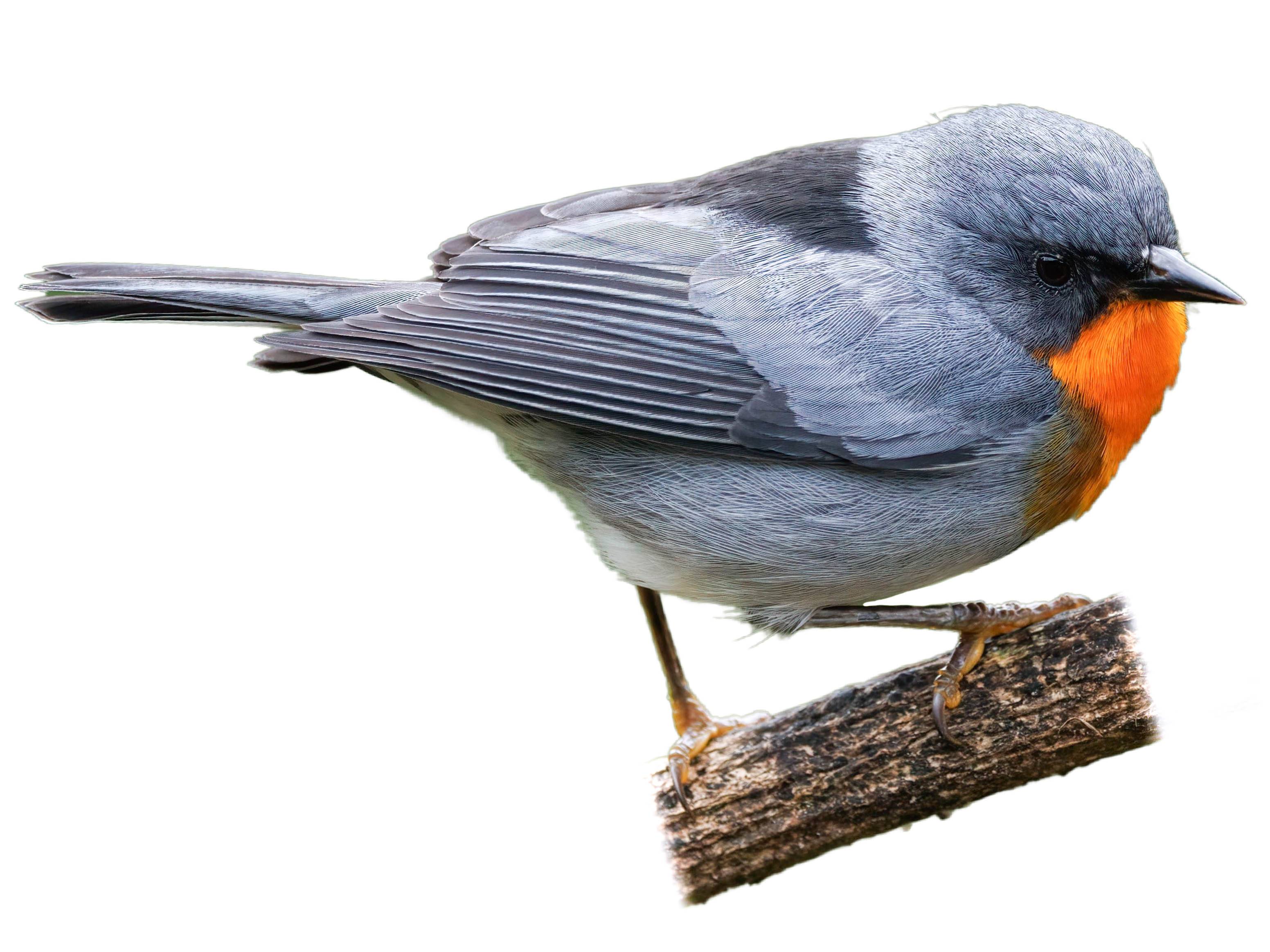 A photo of a Flame-throated Warbler (Oreothlypis gutturalis)