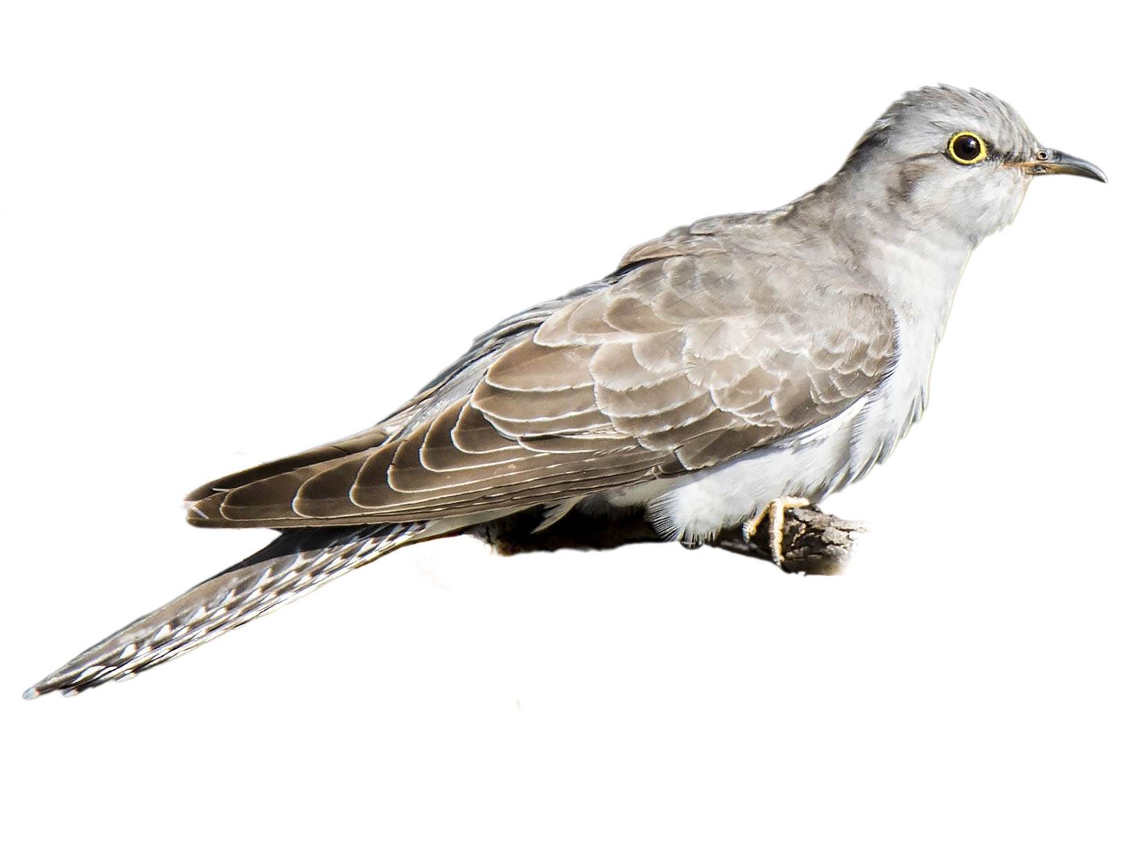 A photo of a Pallid Cuckoo (Cacomantis pallidus), male