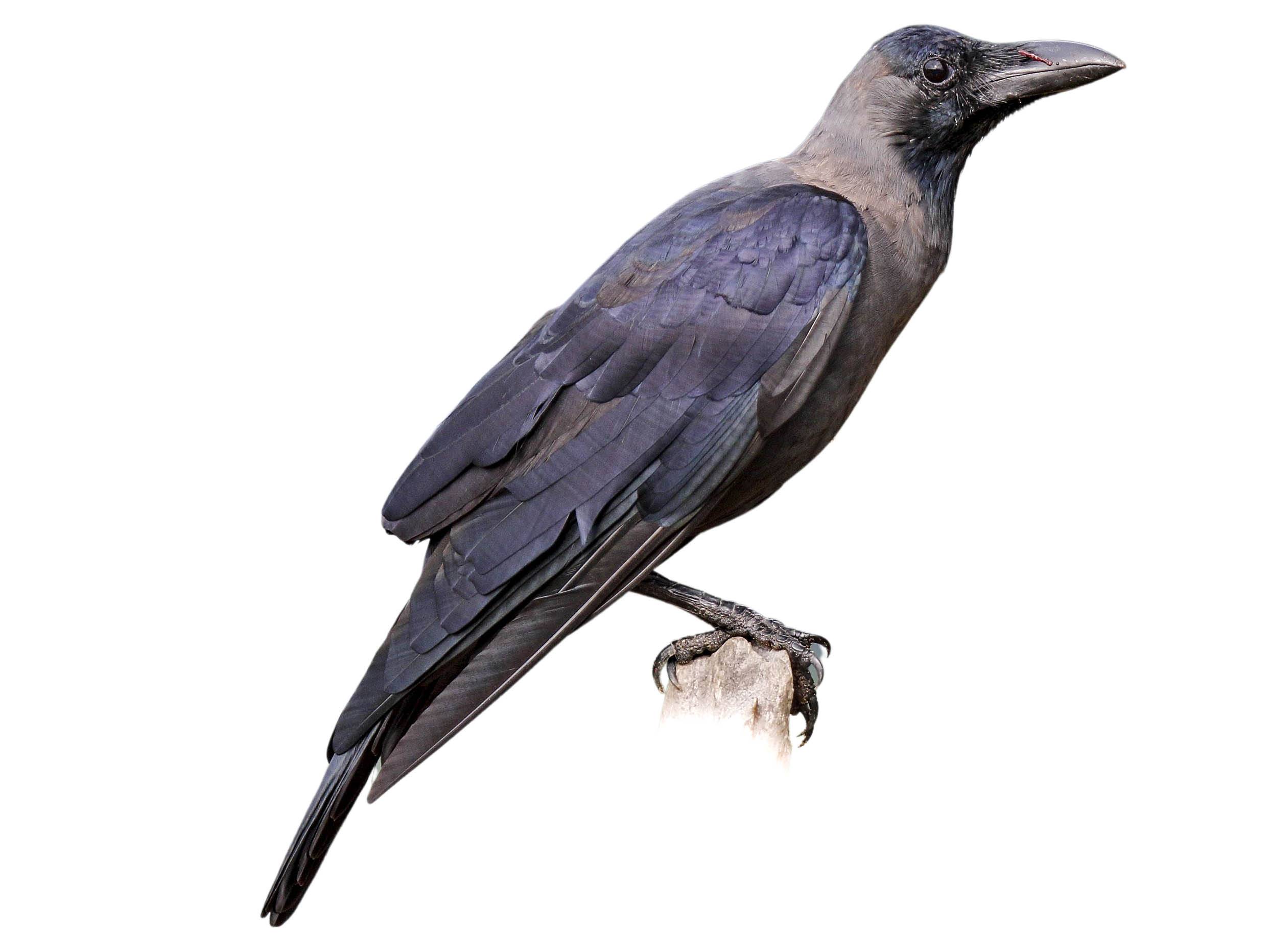 A photo of a House Crow (Corvus splendens)