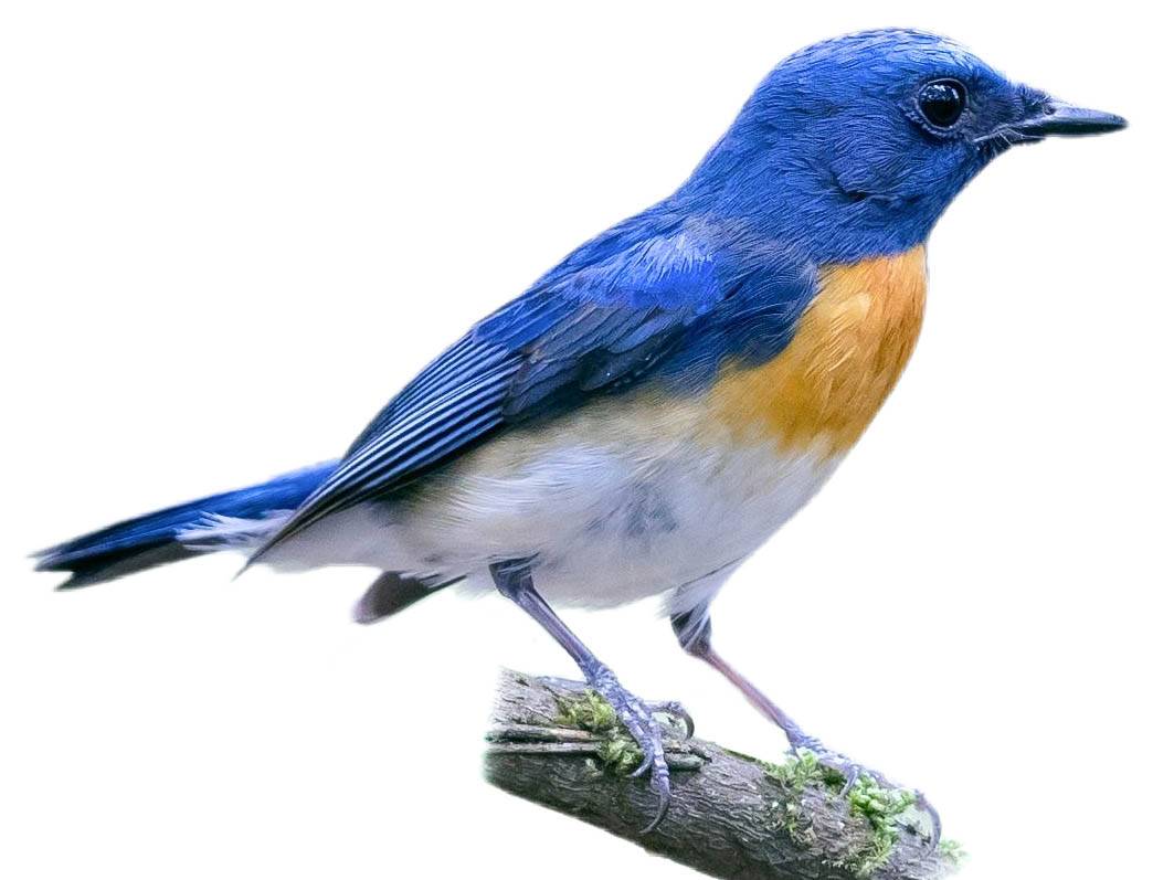 A photo of a Blue-throated Blue Flycatcher (Cyornis rubeculoides), male