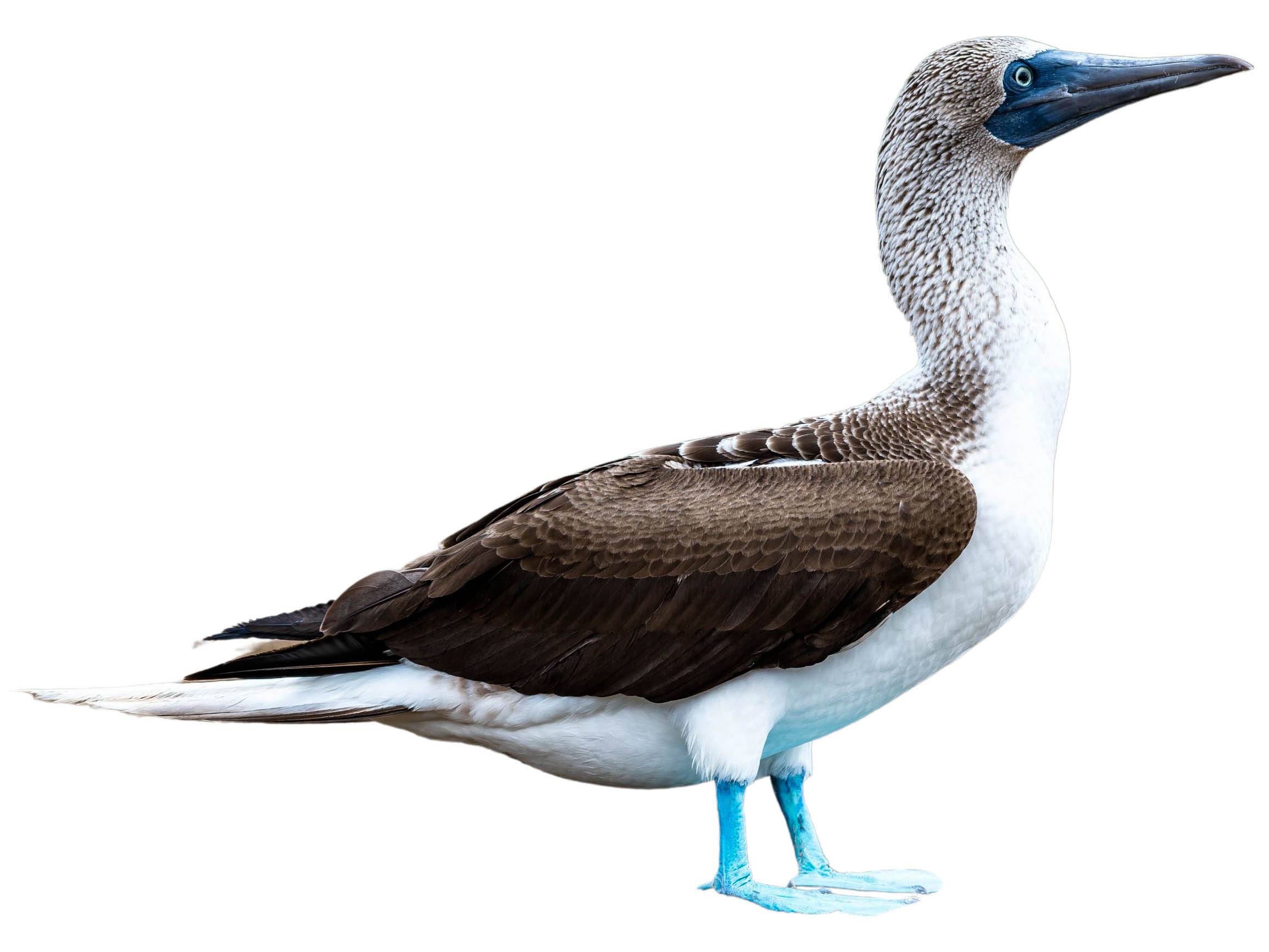 A photo of a Blue-footed Booby (Sula nebouxii)