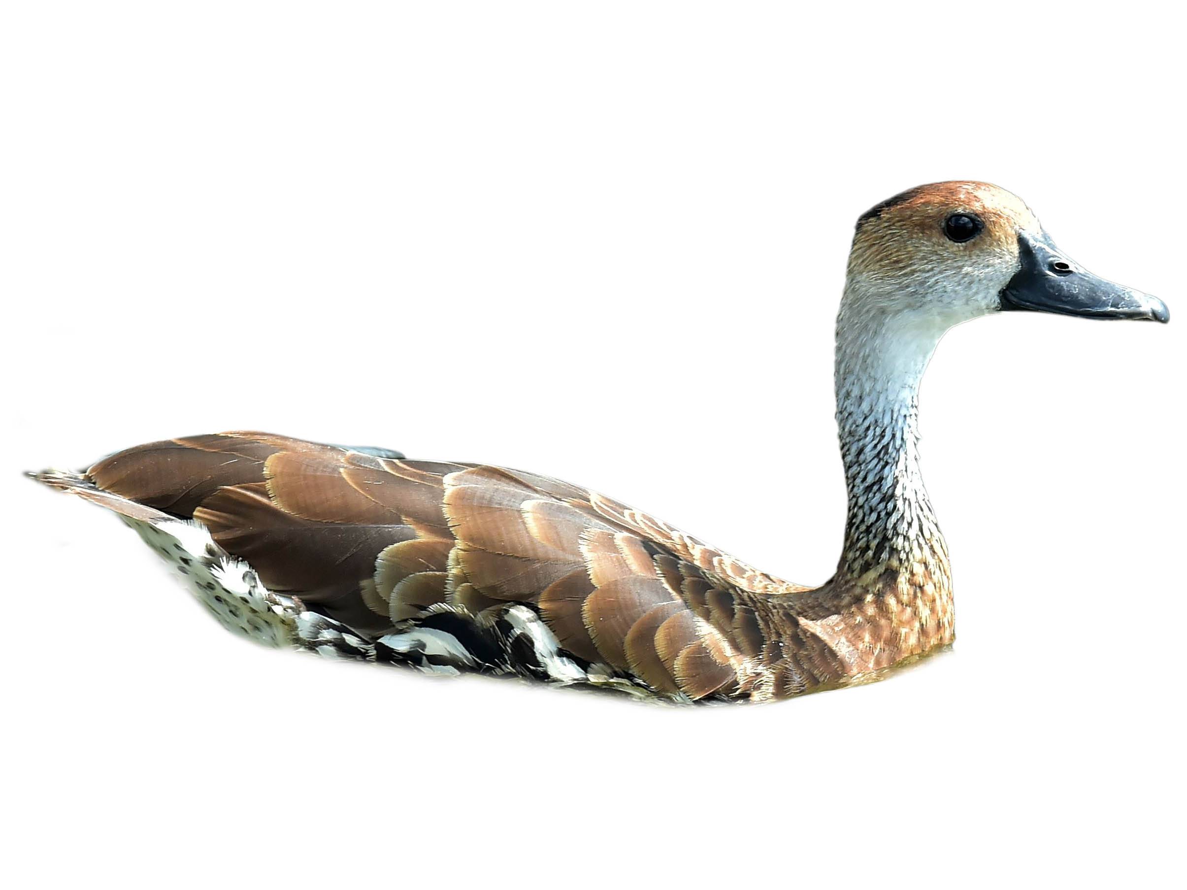 A photo of a West Indian Whistling Duck (Dendrocygna arborea)