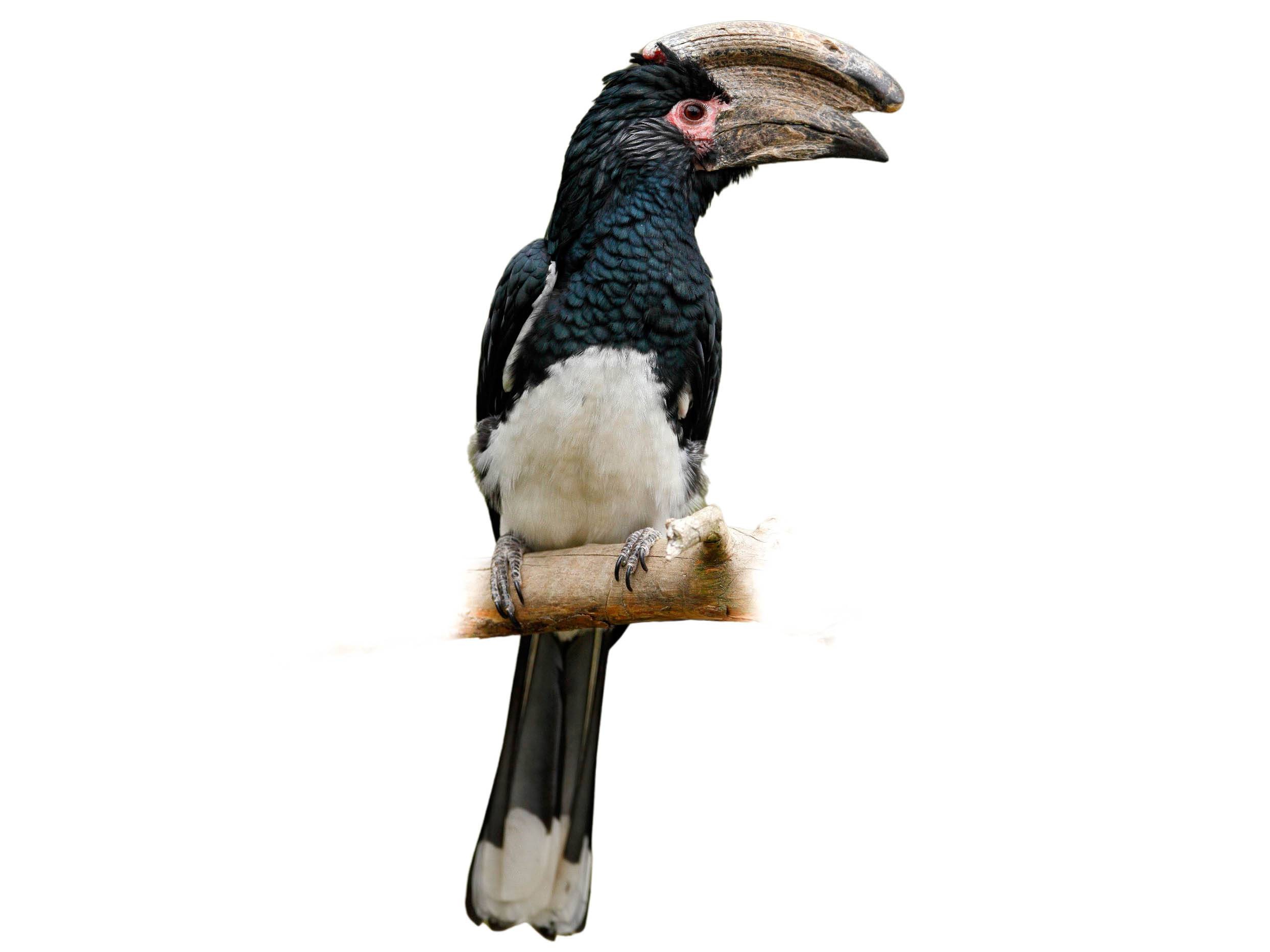 A photo of a Trumpeter Hornbill (Bycanistes bucinator), male